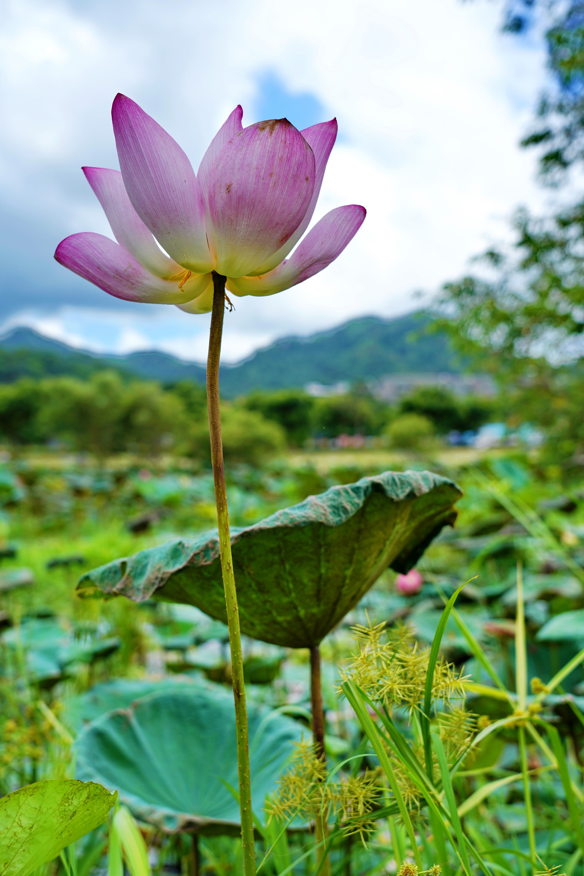荷花池