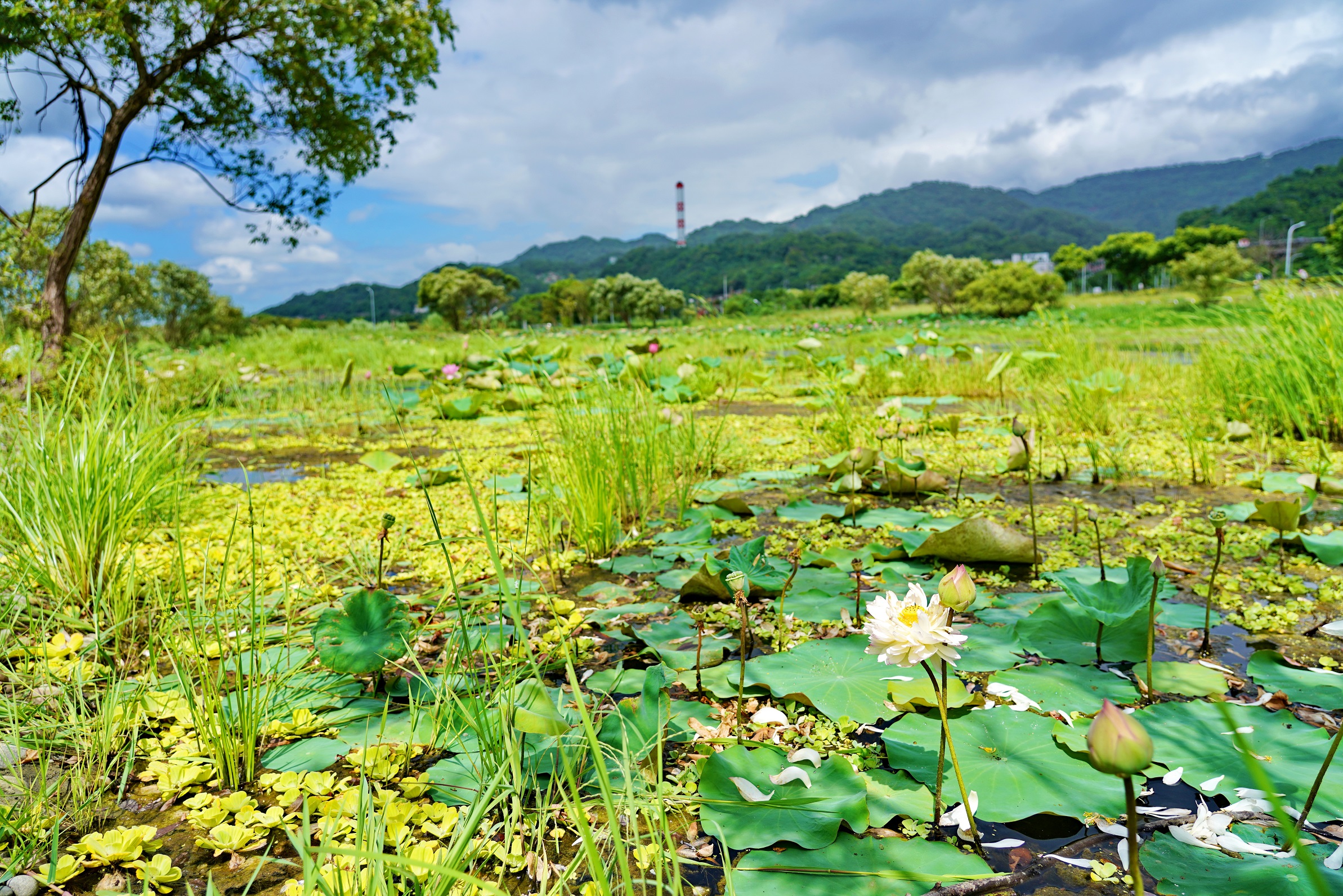 樹林柑園河濱公園 荷花再現迎風搖曳