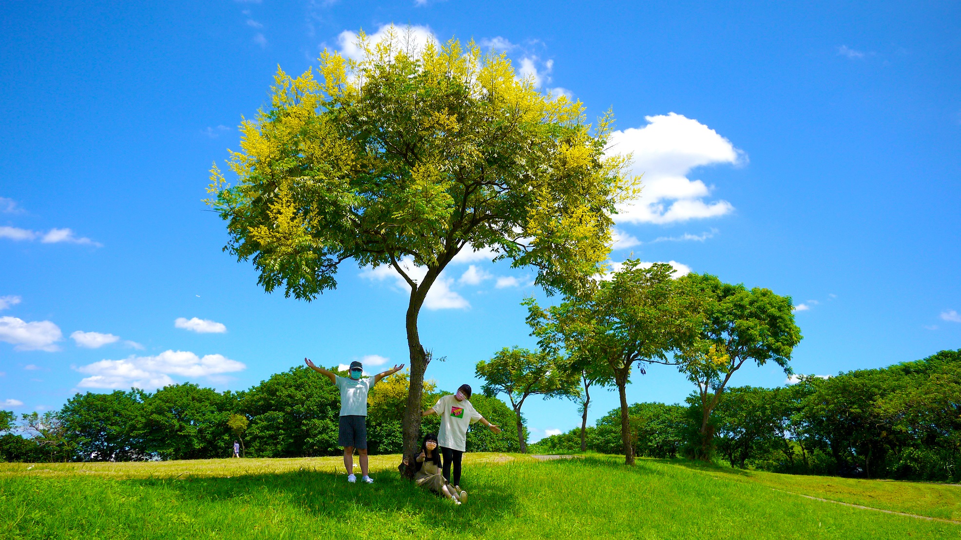 大漢溪右岸媽祖田河濱公園欒樹綻放