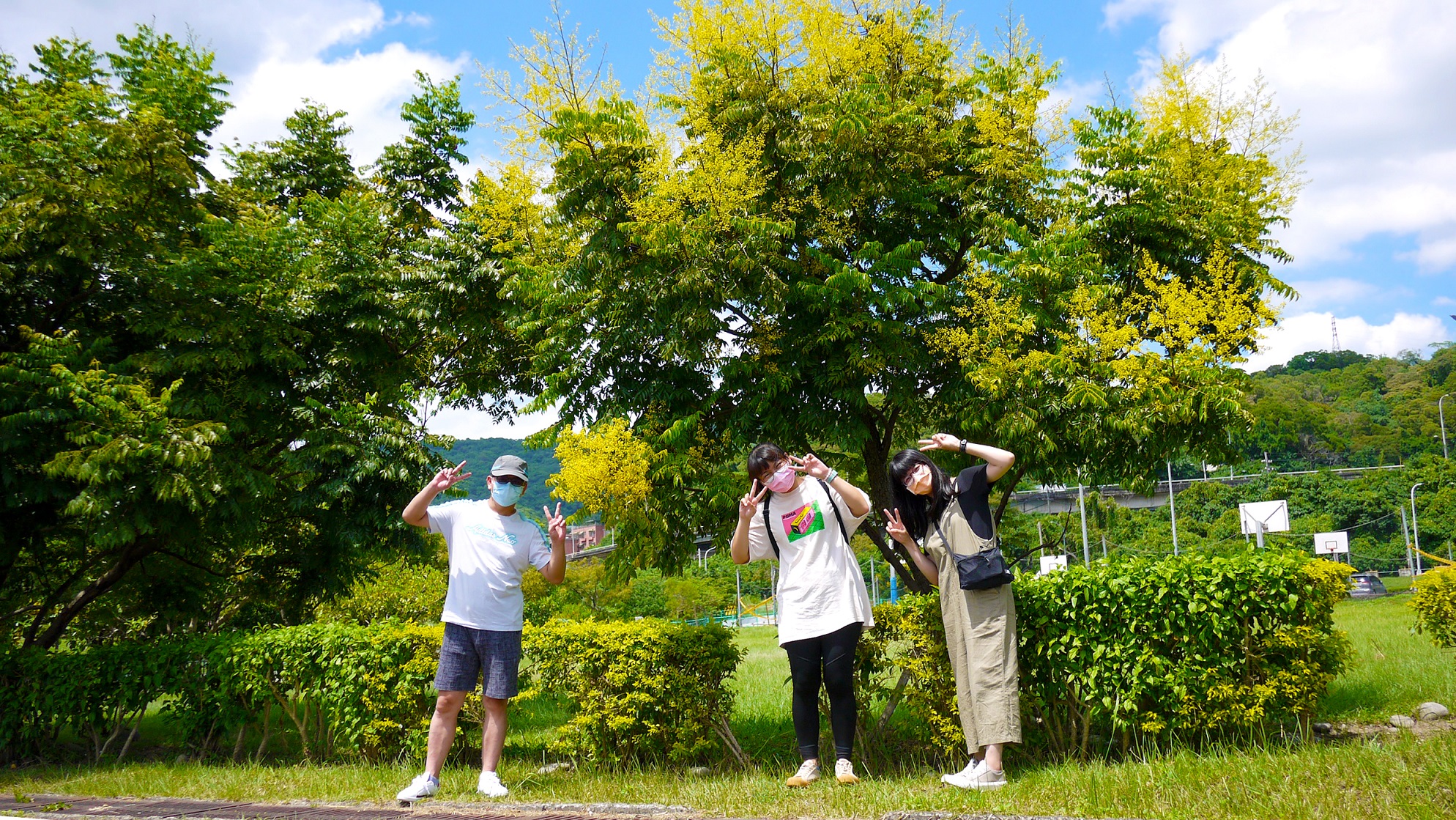  大漢溪左岸柑園露營區欒樹綻放