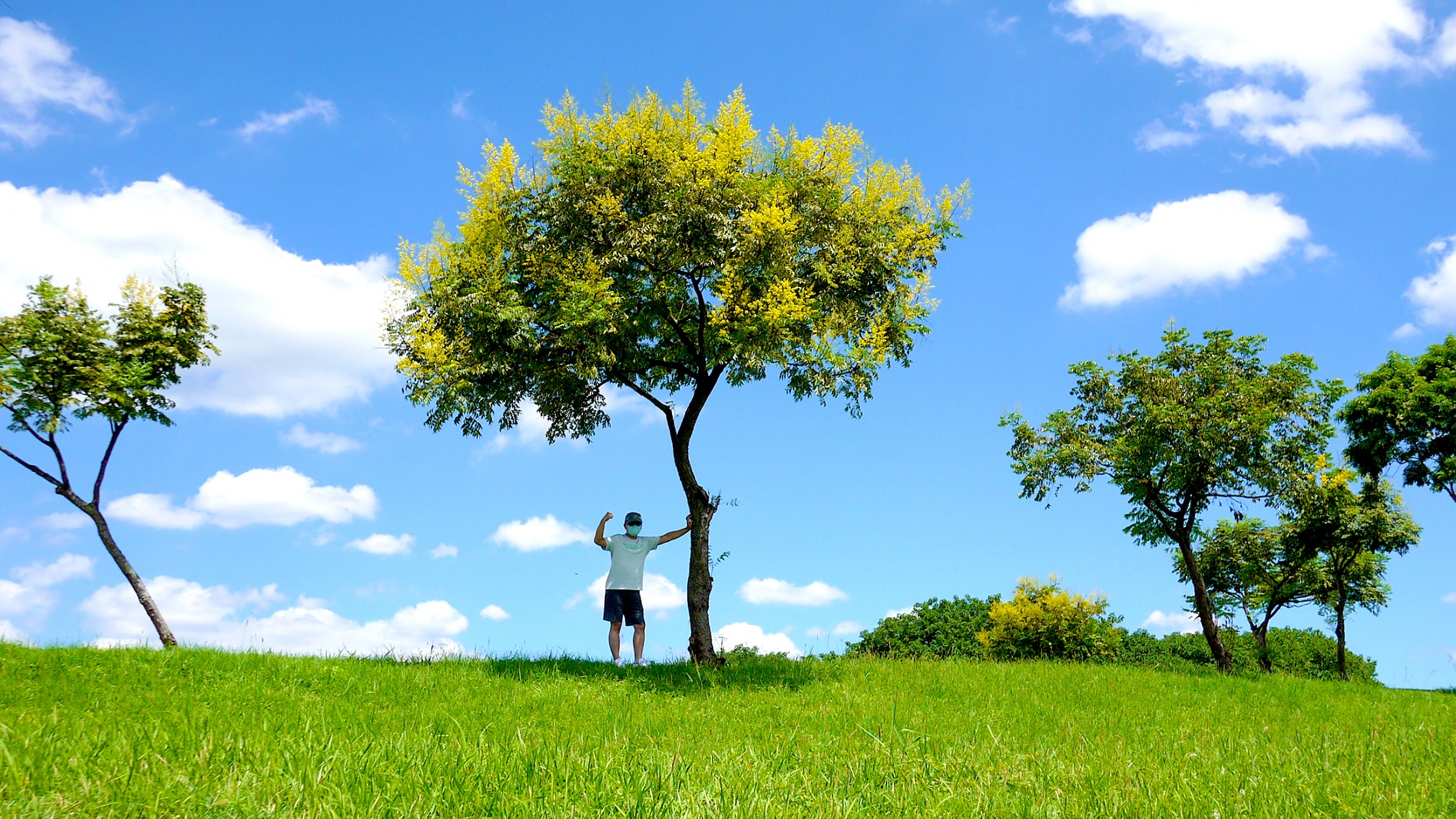 湛藍天空與台灣欒樹的黃花相映