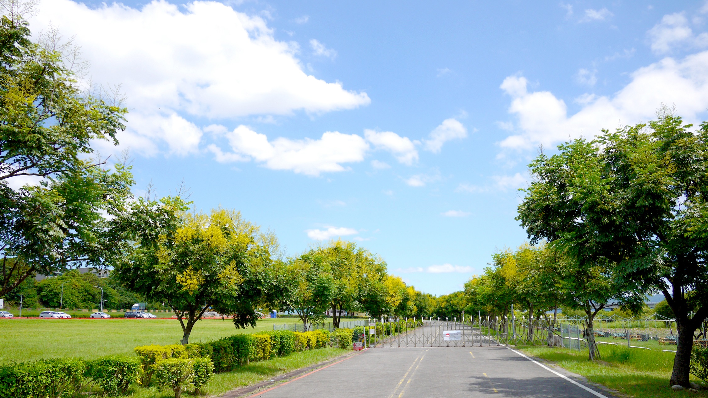台灣欒樹沿線紛紛綻放最美的黃金雨大道