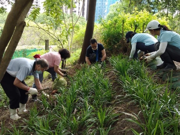 去年志工們在裸化邊坡上種植耐陰植物