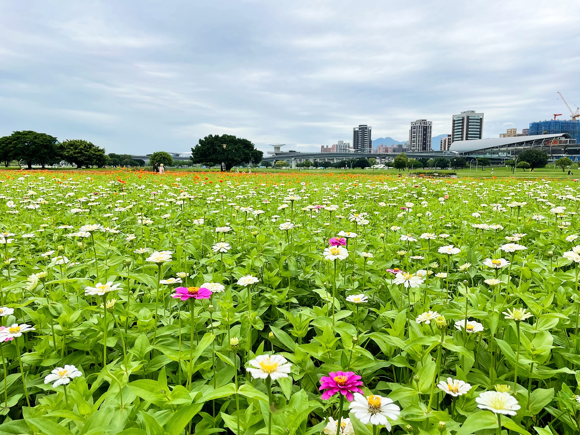 不同顏色百日草交錯其間與水漾公園形成幅畫