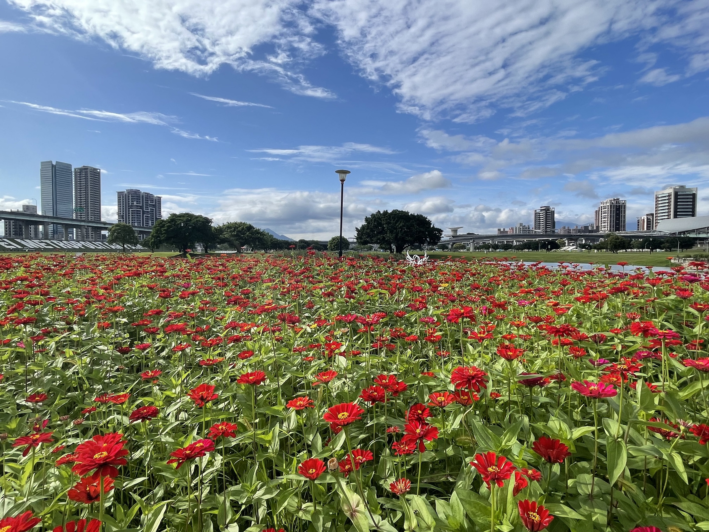 百日草花海灑落新北大都會公園