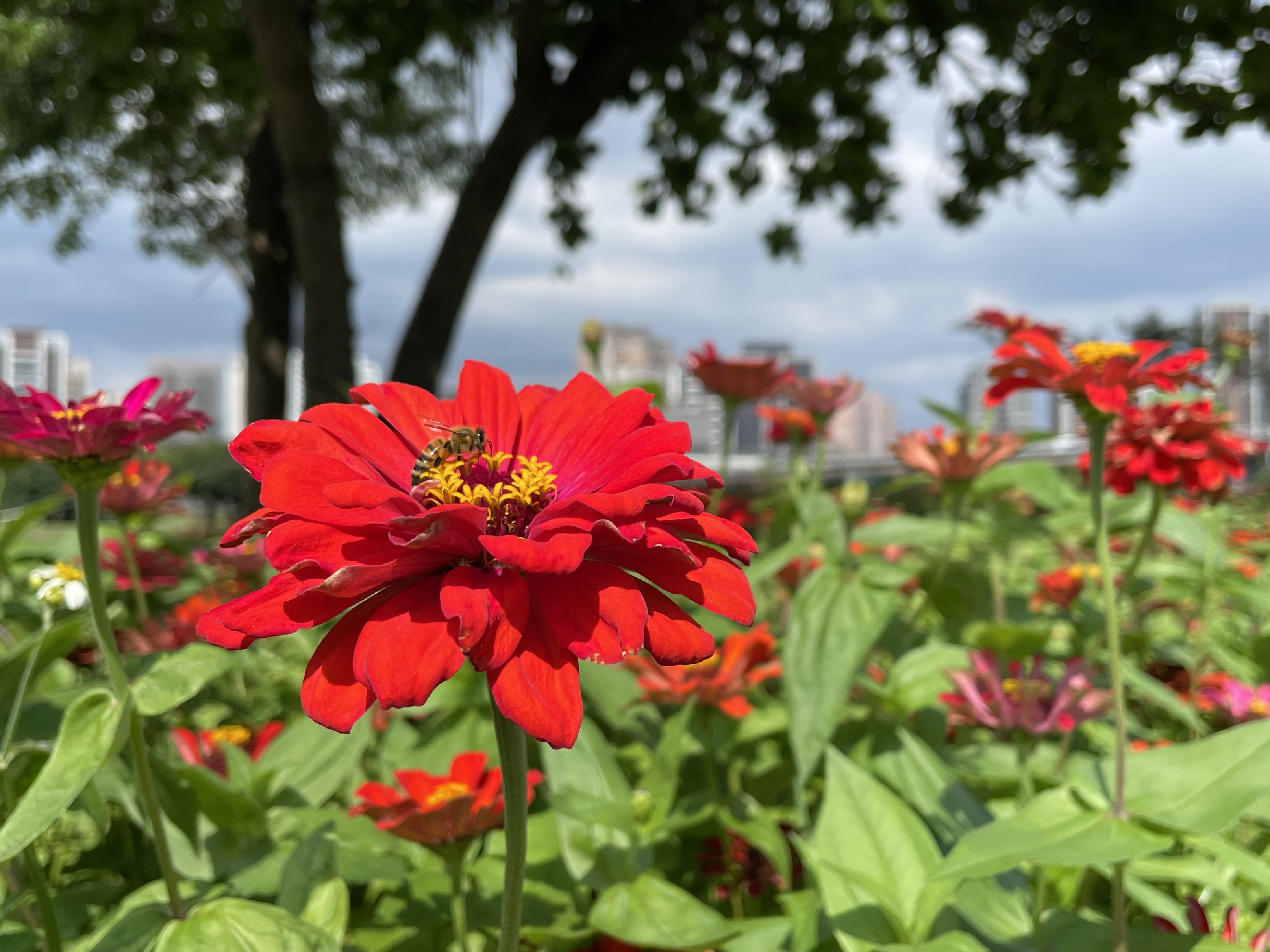 蜜蜂來花海採蜜
