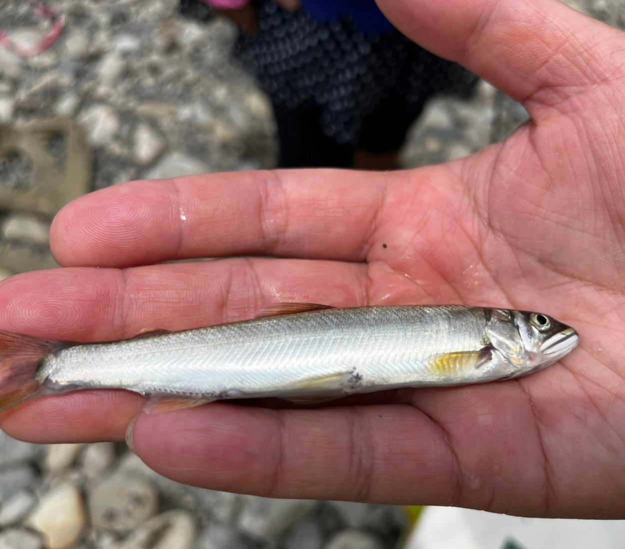 水利局委託生態團隊發現指標物種香魚