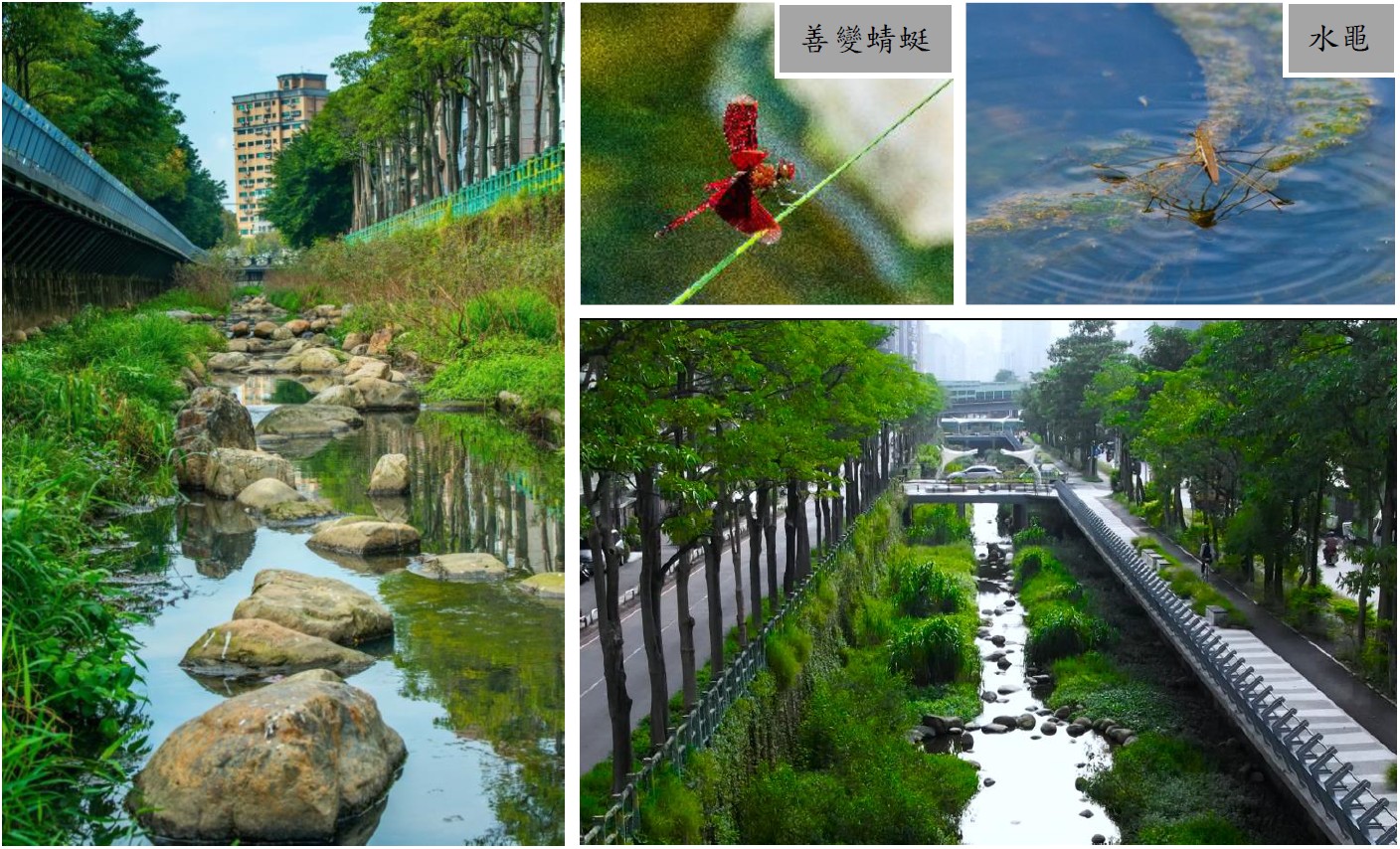 河域內塊石堆砌與多樣水域植生營造優質水域生態環境「藤寮坑溝排水及大窠坑溪水環境營造統包工程-藤寮坑溝」