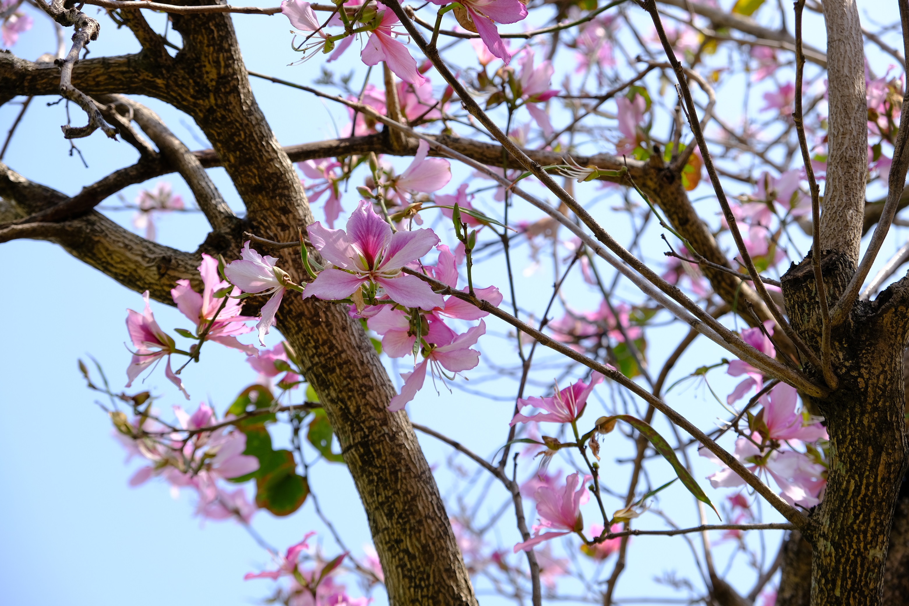 1.羊蹄甲花朵粉嫩浪漫