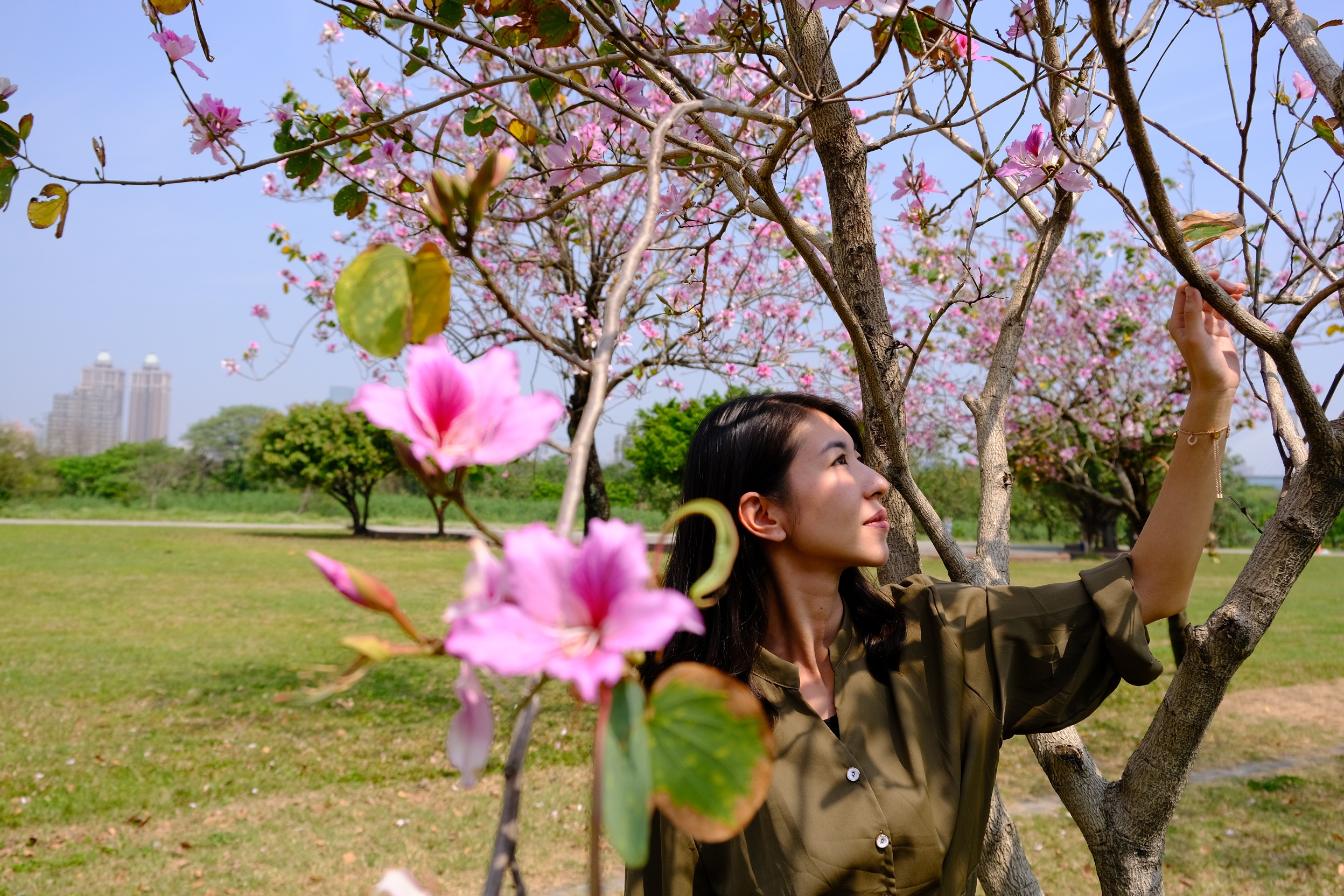 6.羊蹄甲粉嫩花朵與櫻花競美