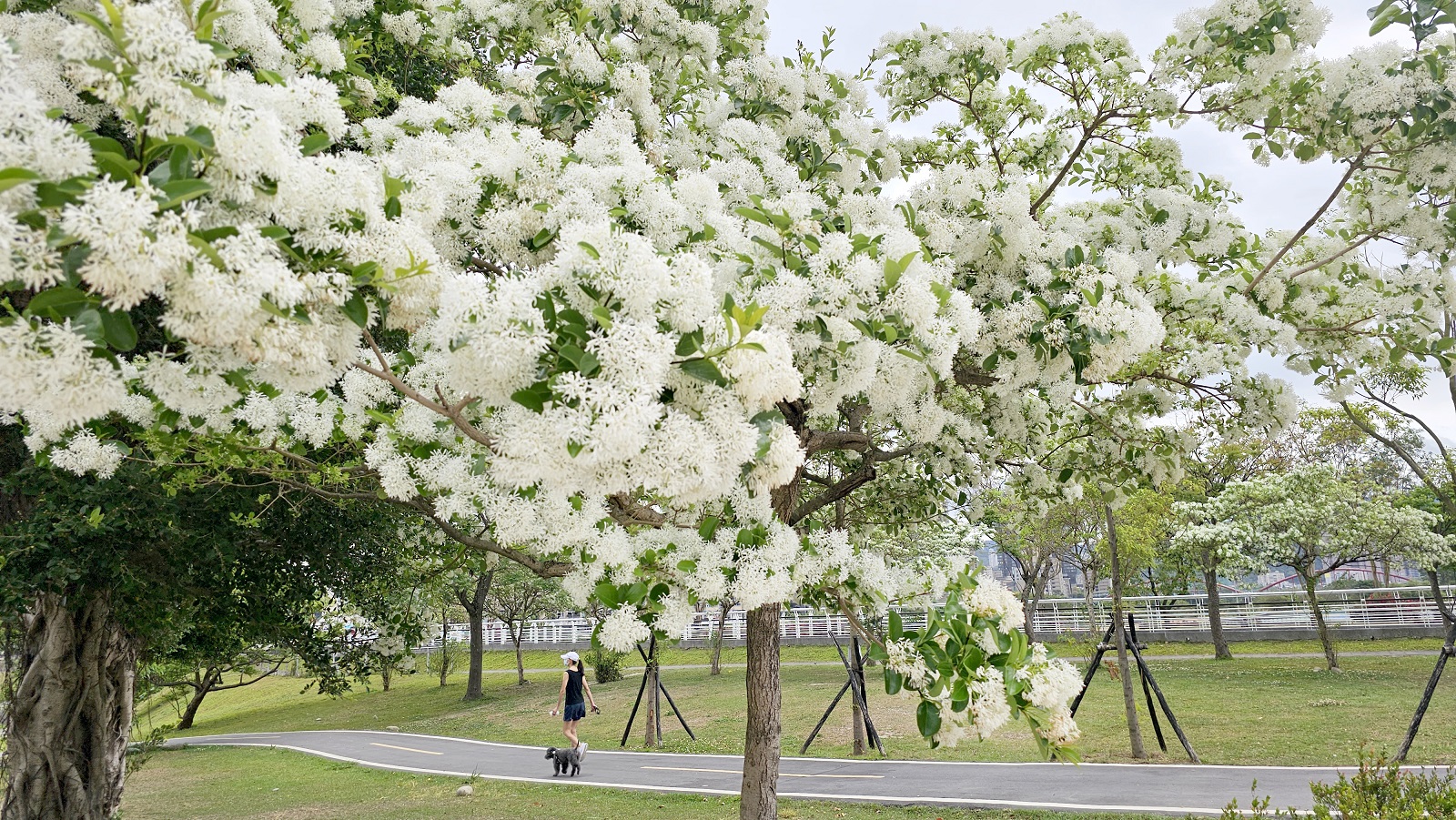 沿著河濱公園欣賞「四月雪」流蘇花