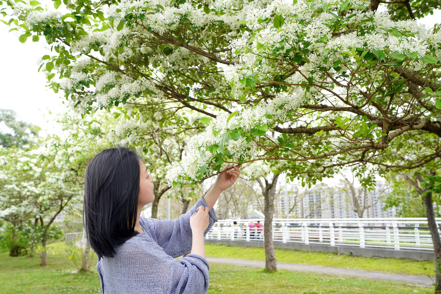 流蘇花撲鼻而來淡淡幽香