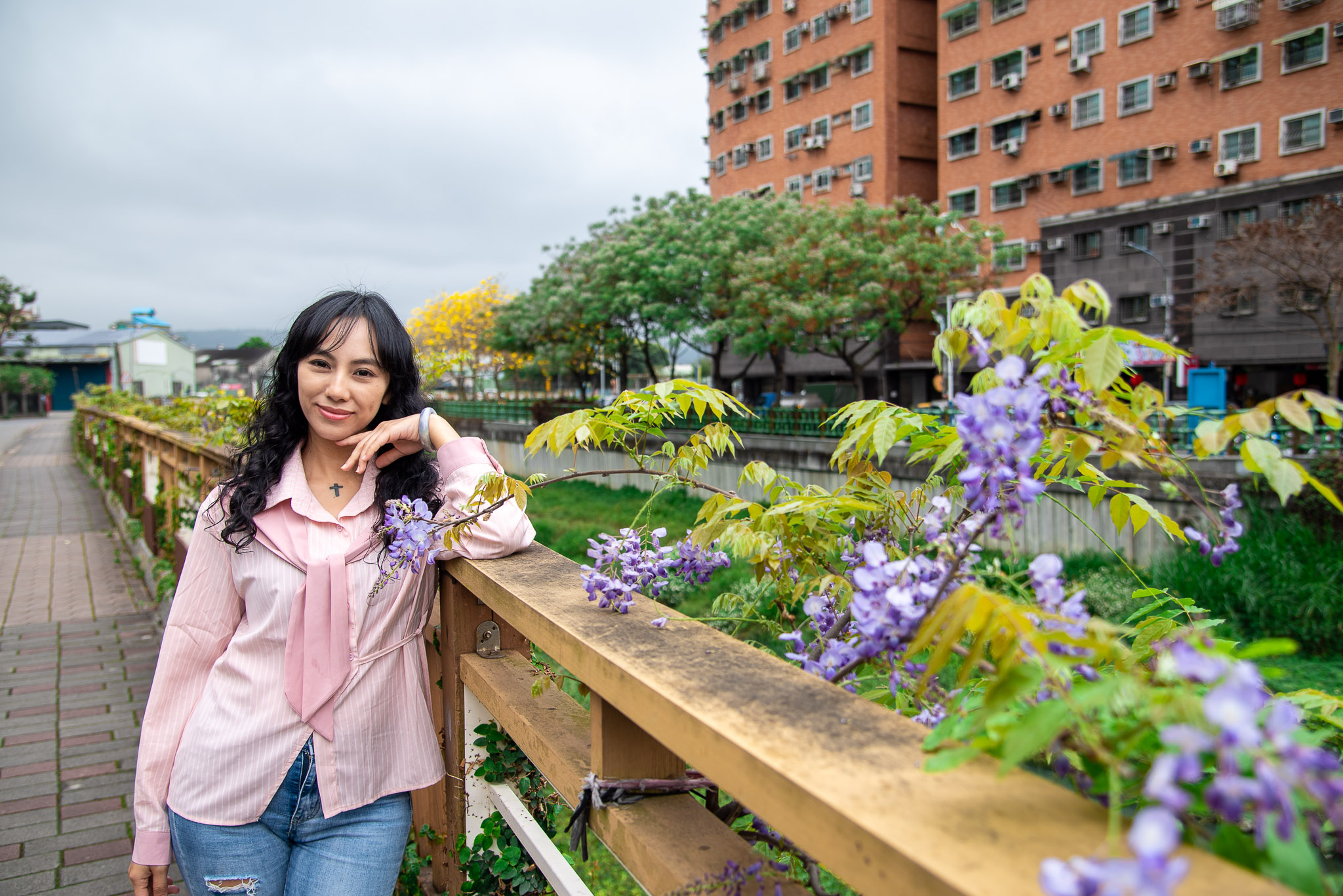  鴨母港溝紫藤花近期陸續開花，花期約14天，把握最佳賞花期間