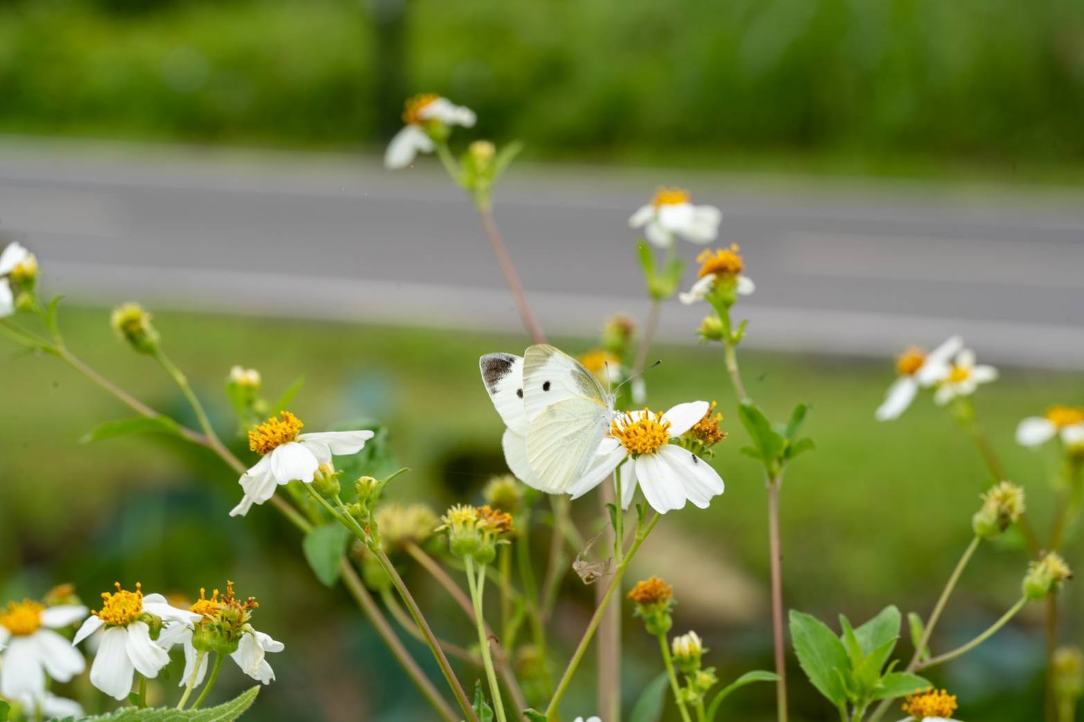 粉白的美麗蝴蝶來到浪漫蝴蝶公園飛舞