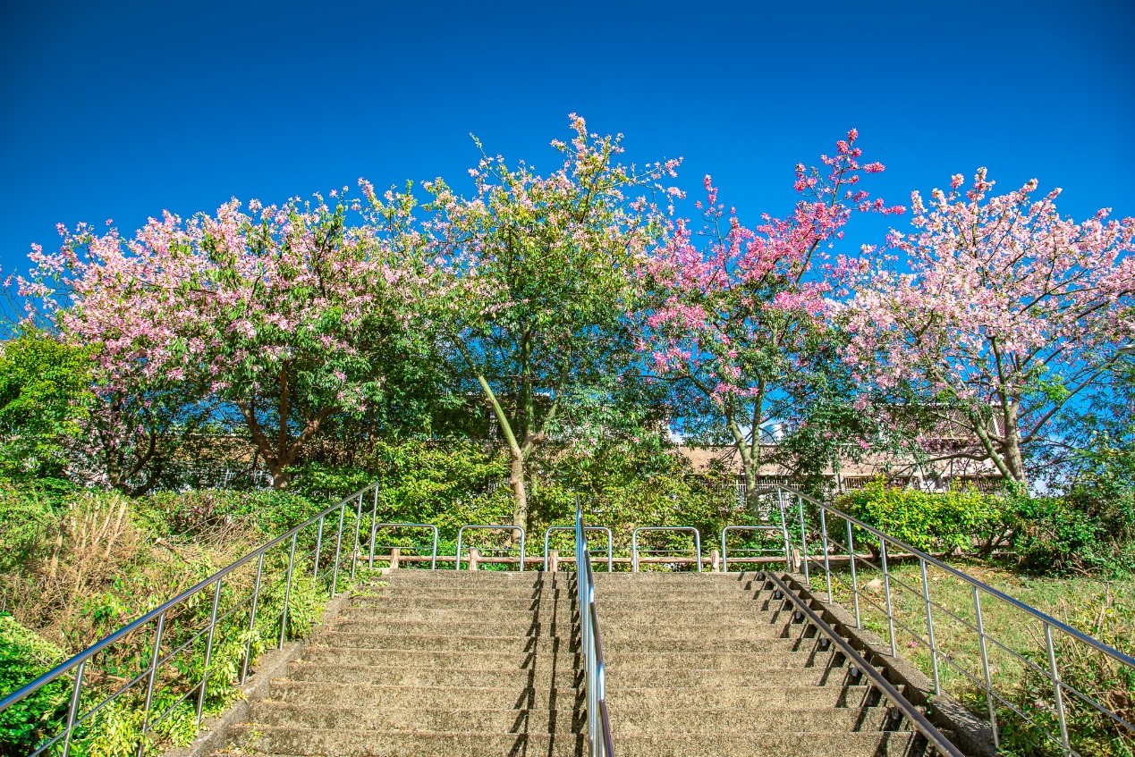 粉紅色花朵掛滿樹冠，花姿艷麗，神似櫻花，故有秋日「美人櫻」之稱