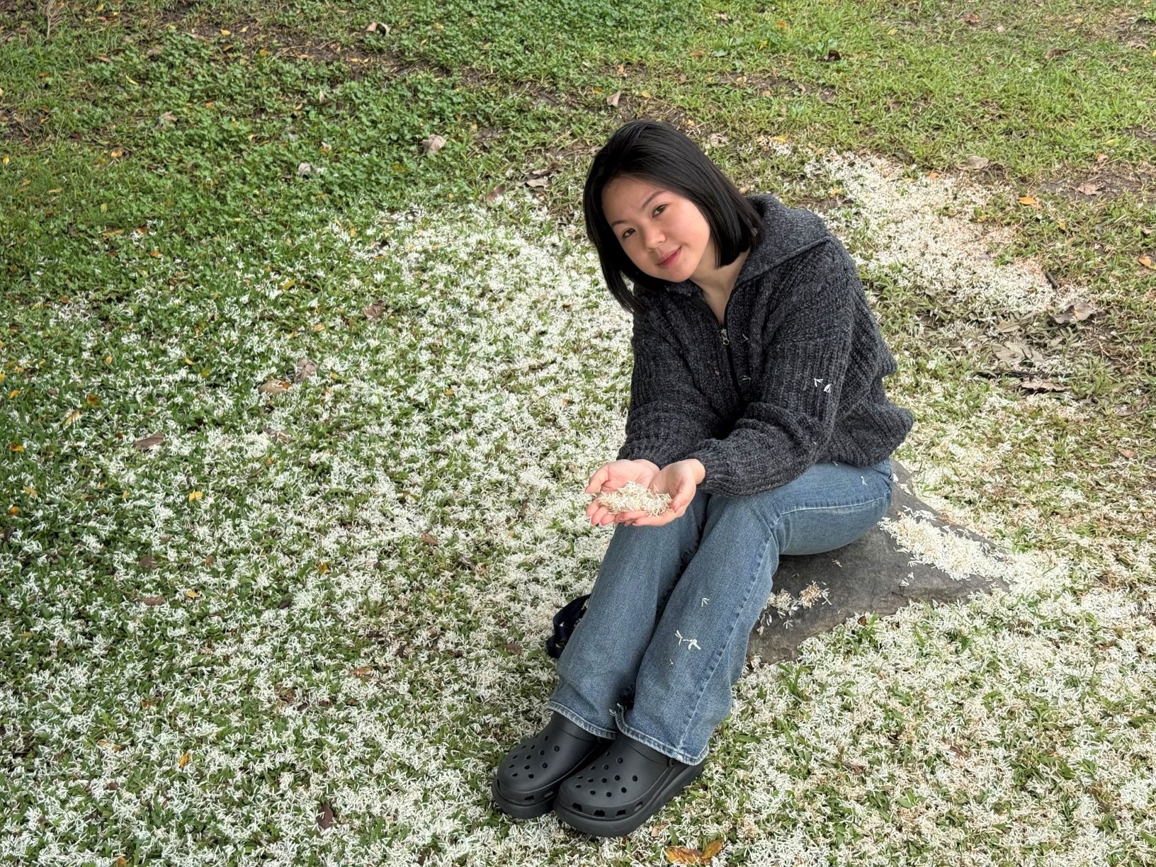 流蘇花瓣隨風飄揚，宛如畫作般灑落一地雪白