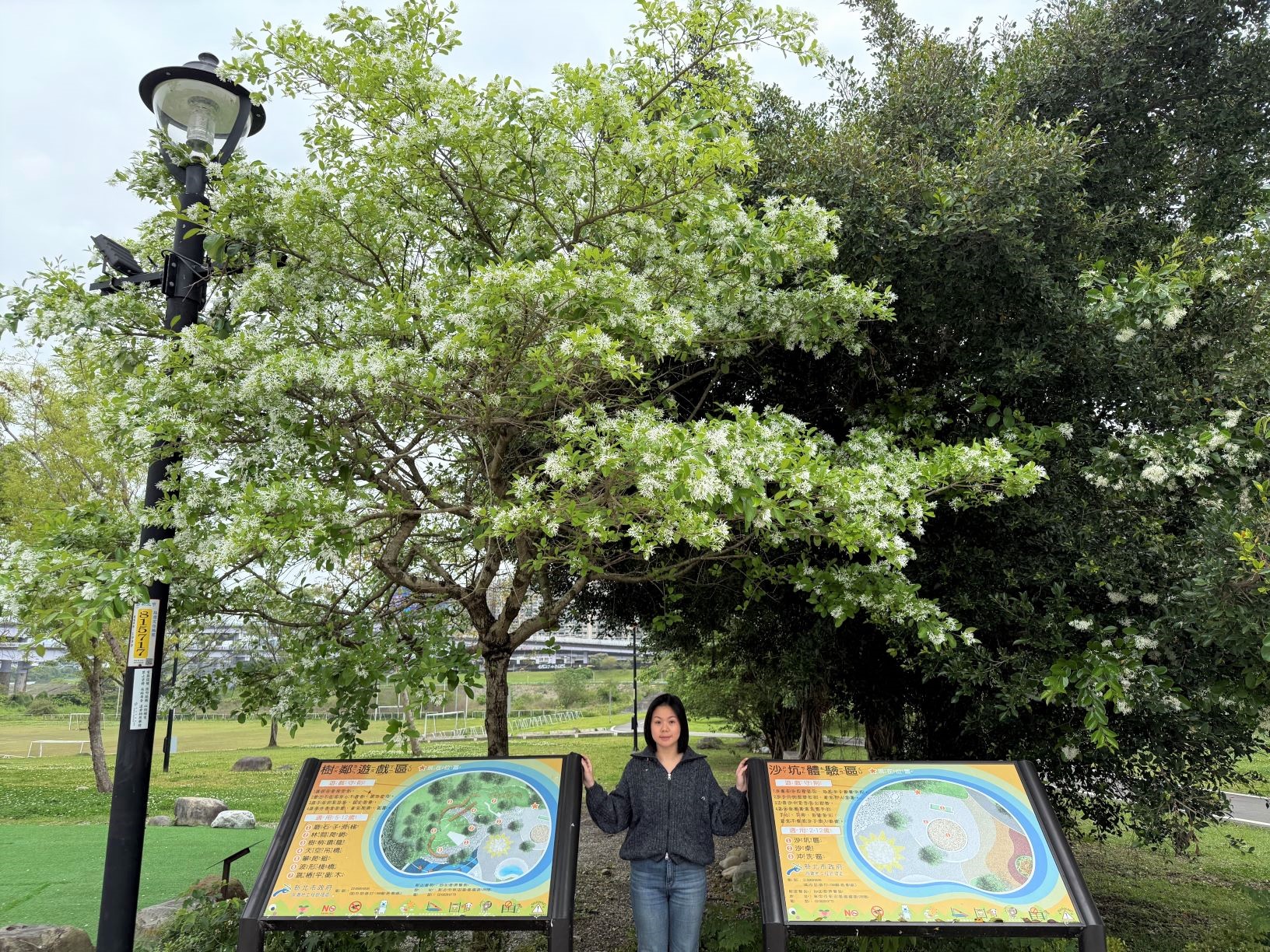雪白流蘇花旁即是新店熱門的共融兒童遊戲場