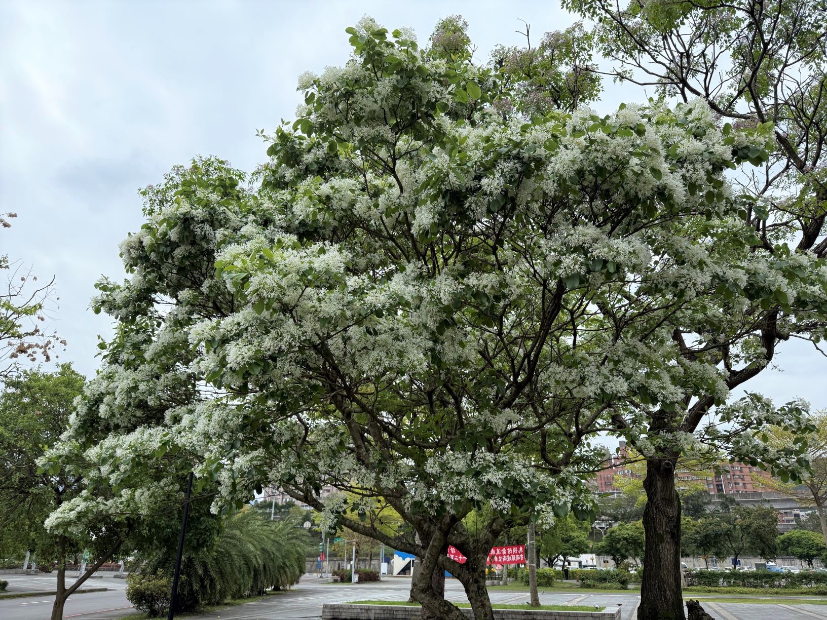 流蘇花色潔白如雪且成簇生長，宛如白雪覆蓋樹梢