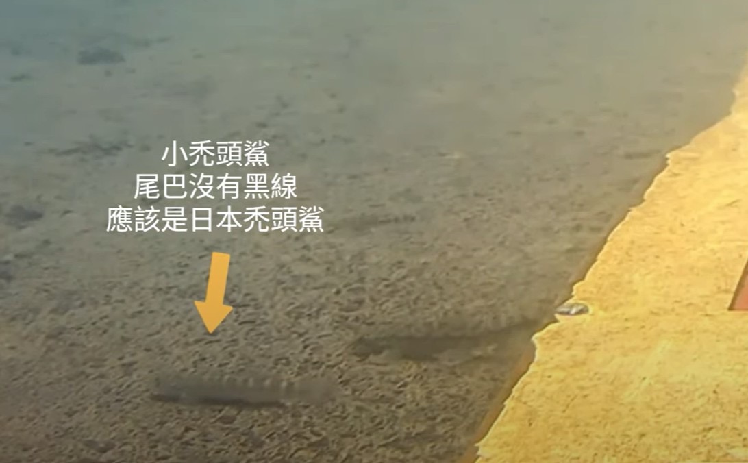 碧潭堰魚道水下AI辨識監視器，監測到原生種魚類上溯（日本禿頭鯊）