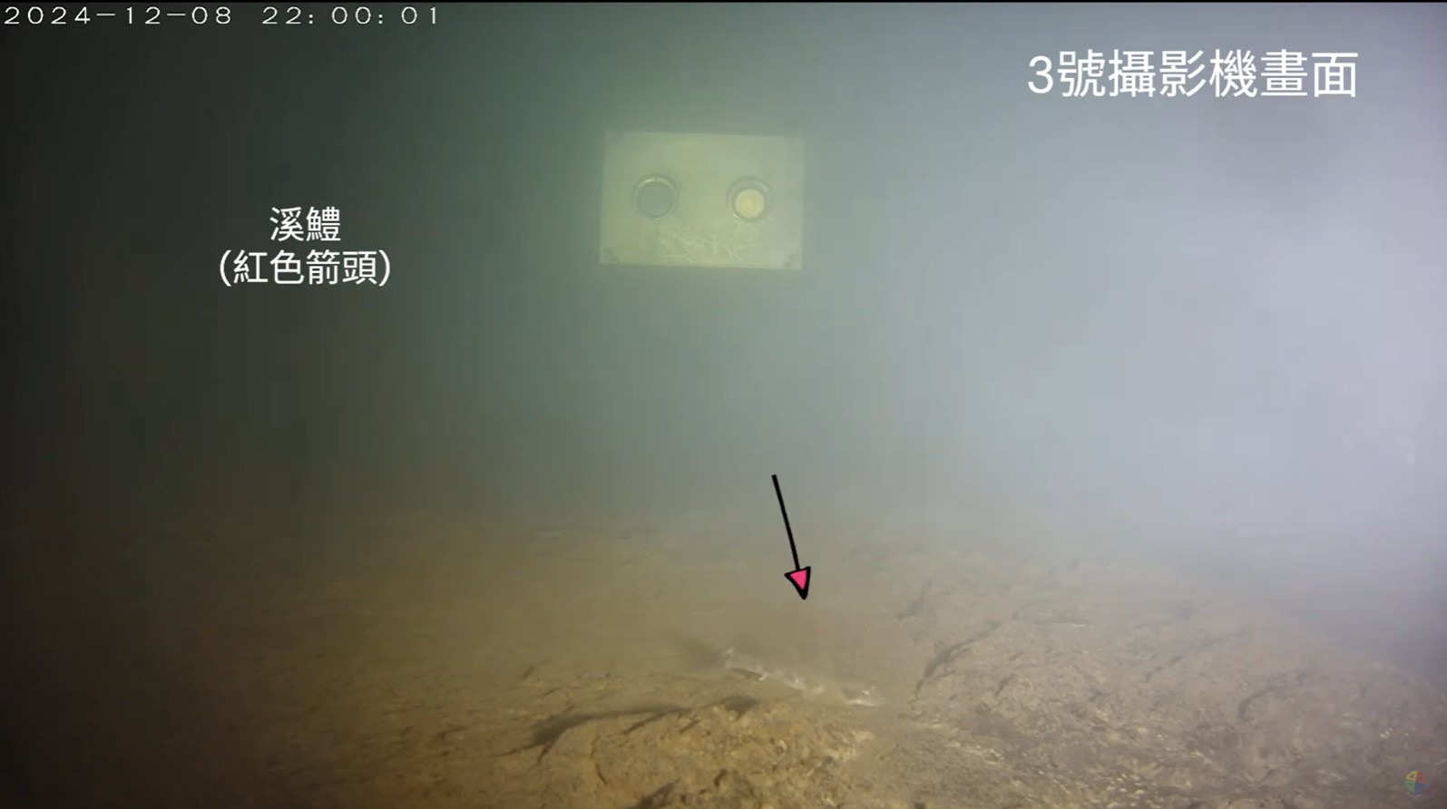 碧潭堰魚道水下AI辨識監視器，監測到原生種魚類上溯（溪鱧）