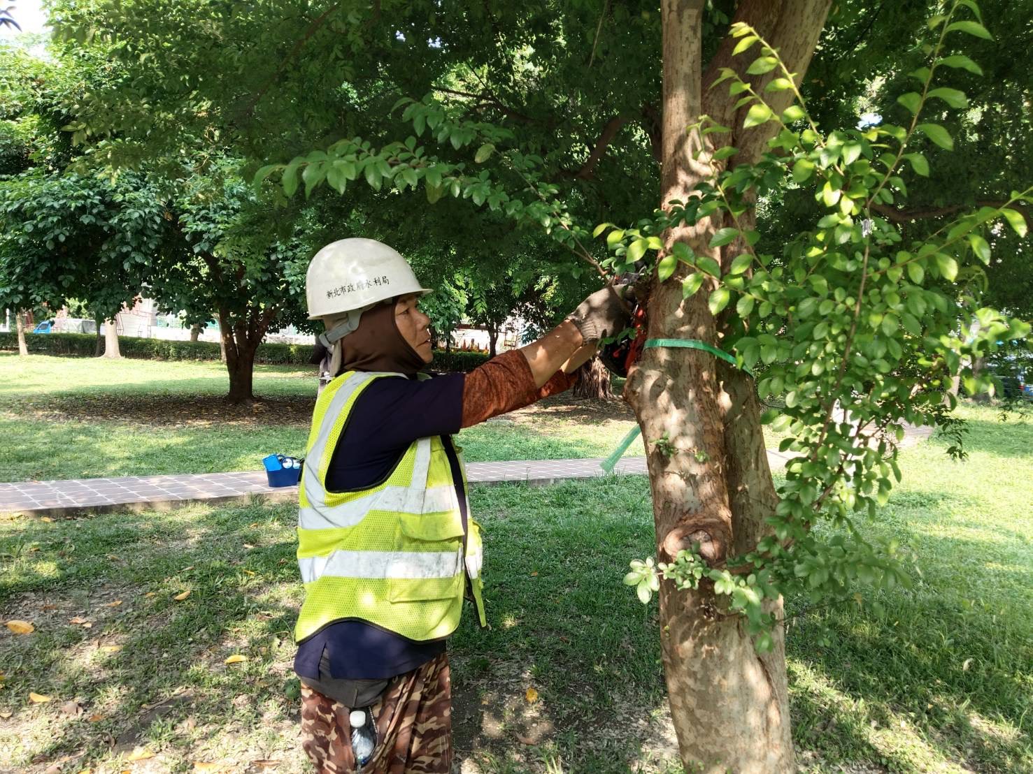  樹木修剪工人依據樹木維護修剪方式及施工要領進行作業