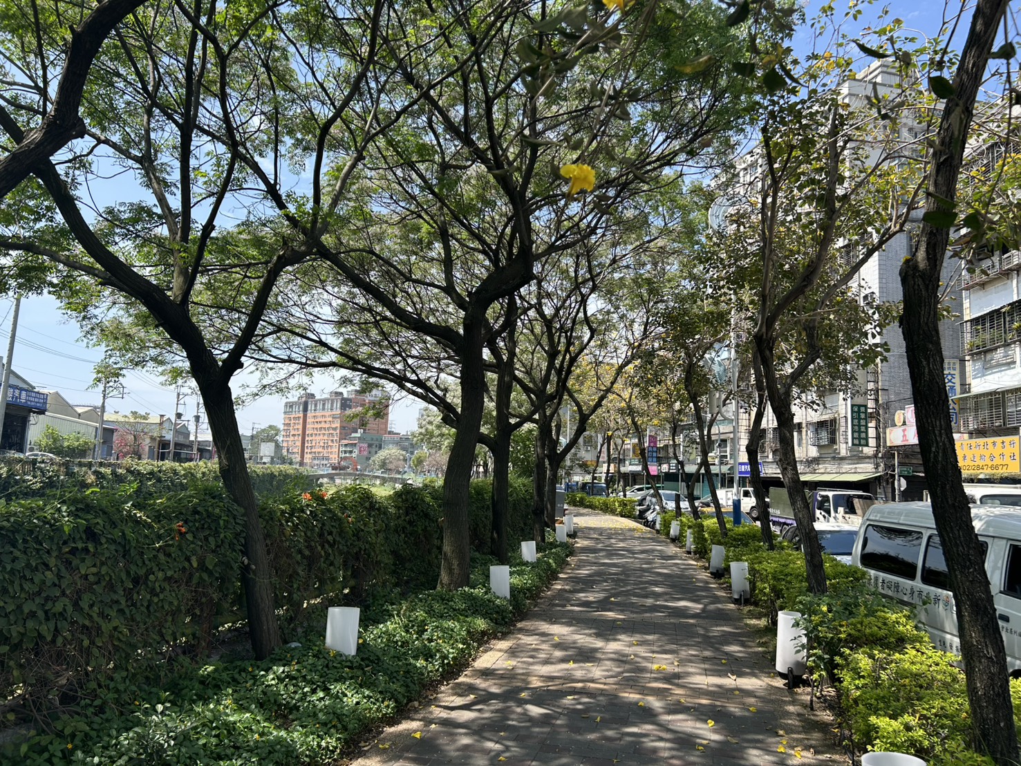  蘆洲鴨母港溝人行道路樹已完成減災修剪