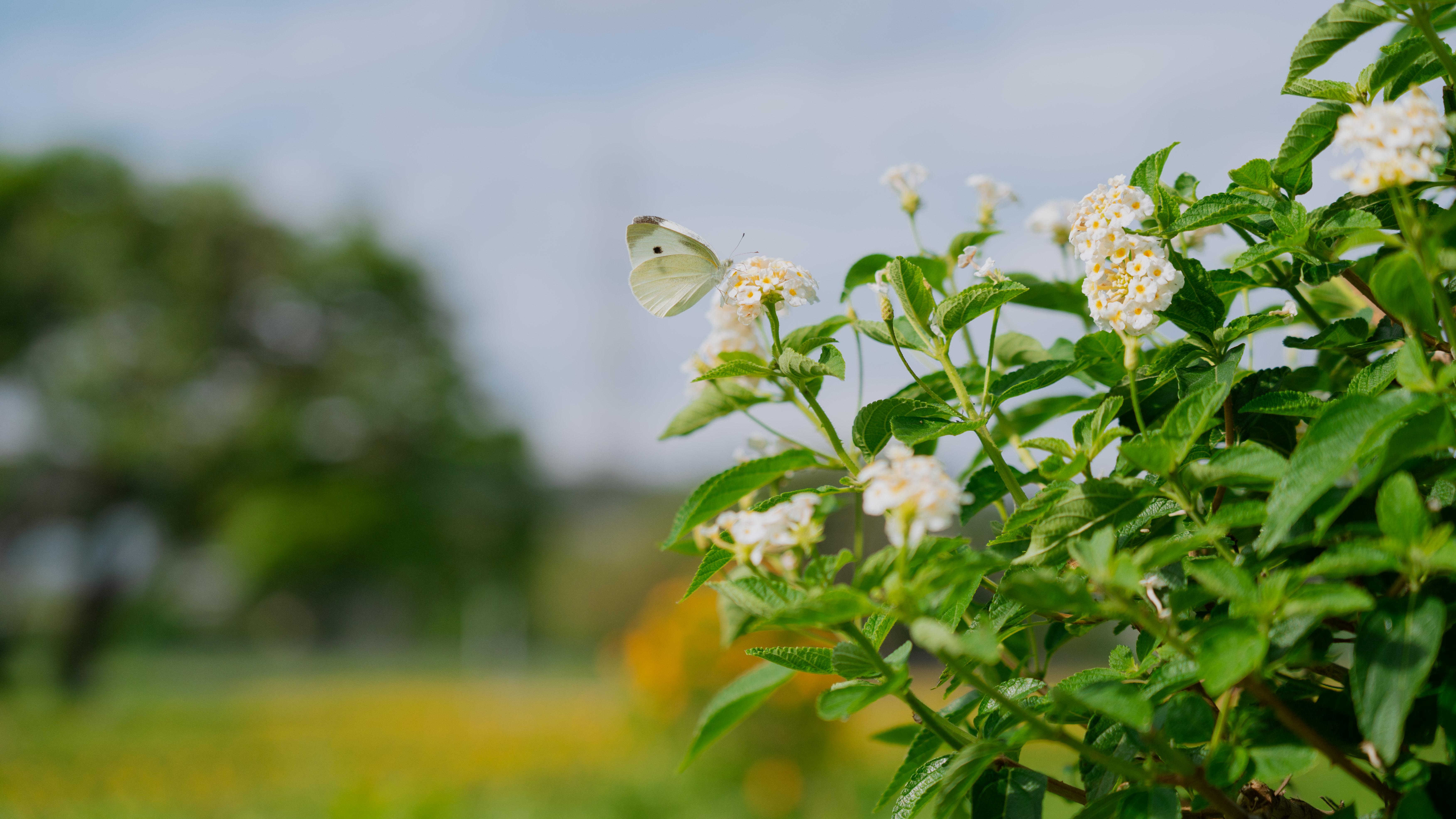  蜜源花卉吸引蝴蝶造訪，讓蝴蝶公園成為名副其實的「蜜」境花園。