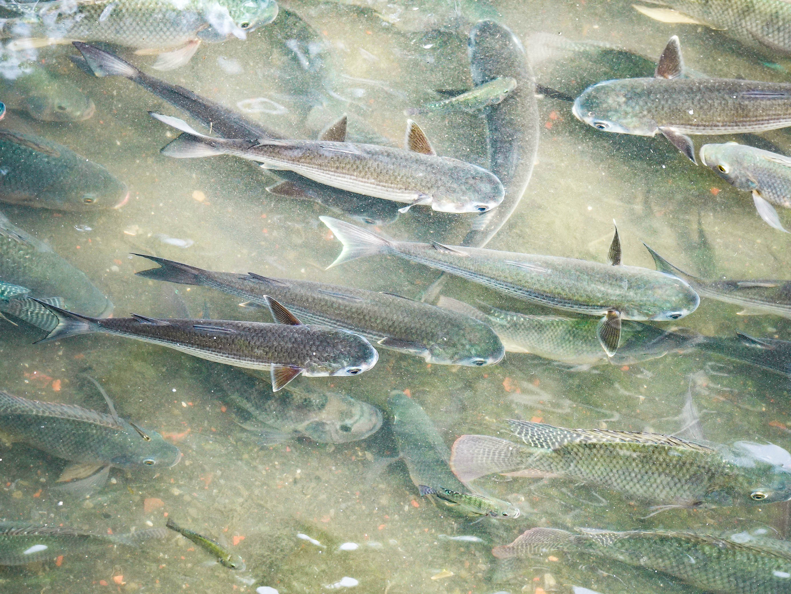 除烏魚外亦有大量魚群現蹤於瓦磘溝