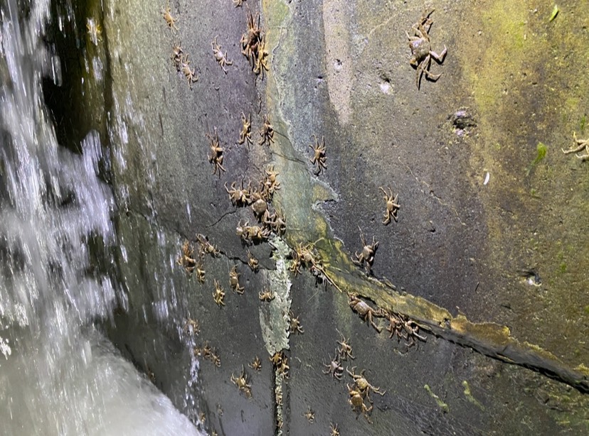 毛蟹在湍急的水流中沿著堰體垂直攀爬