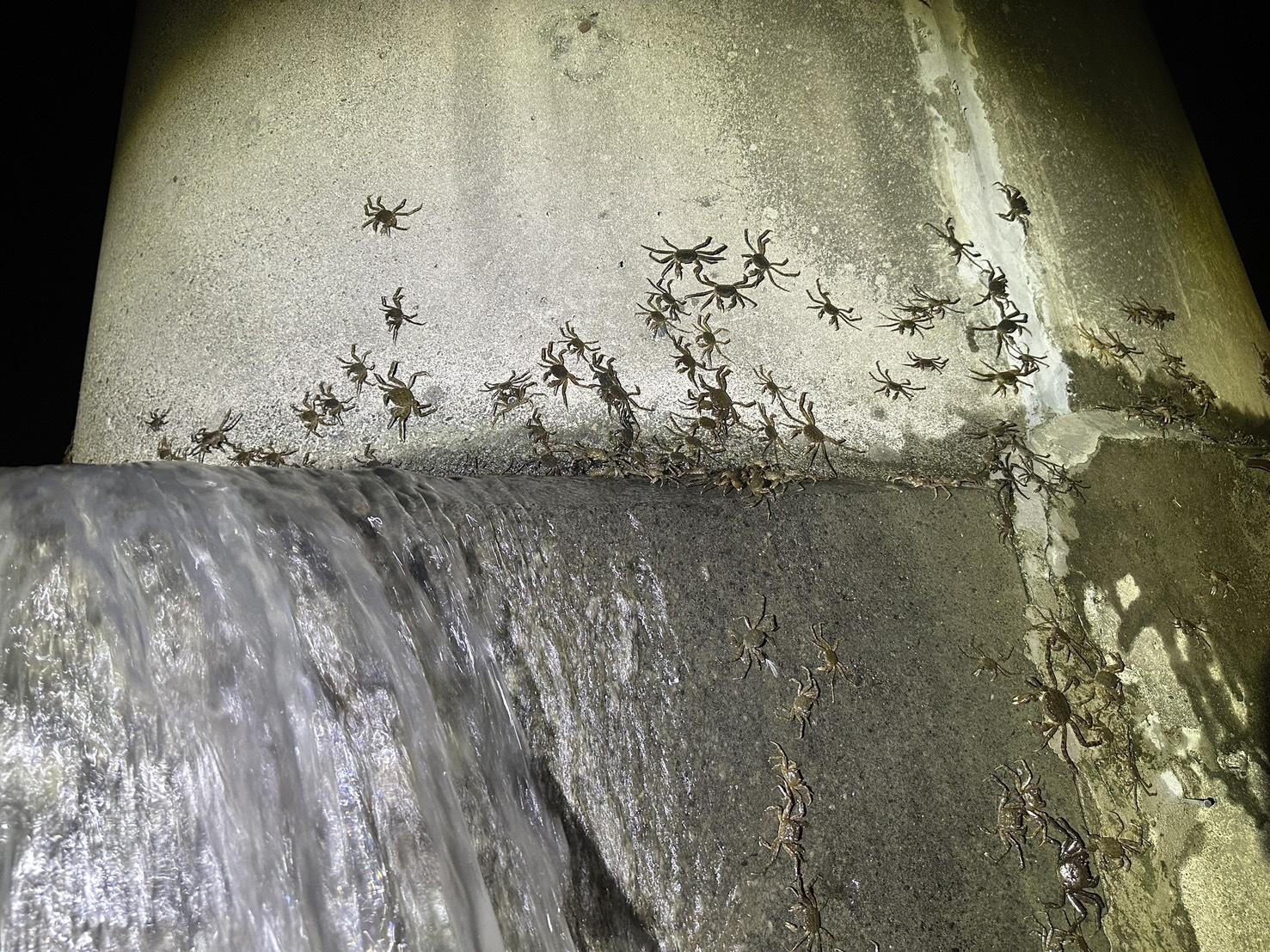  大量毛蟹成功越過碧潭堰持續往上游爬行