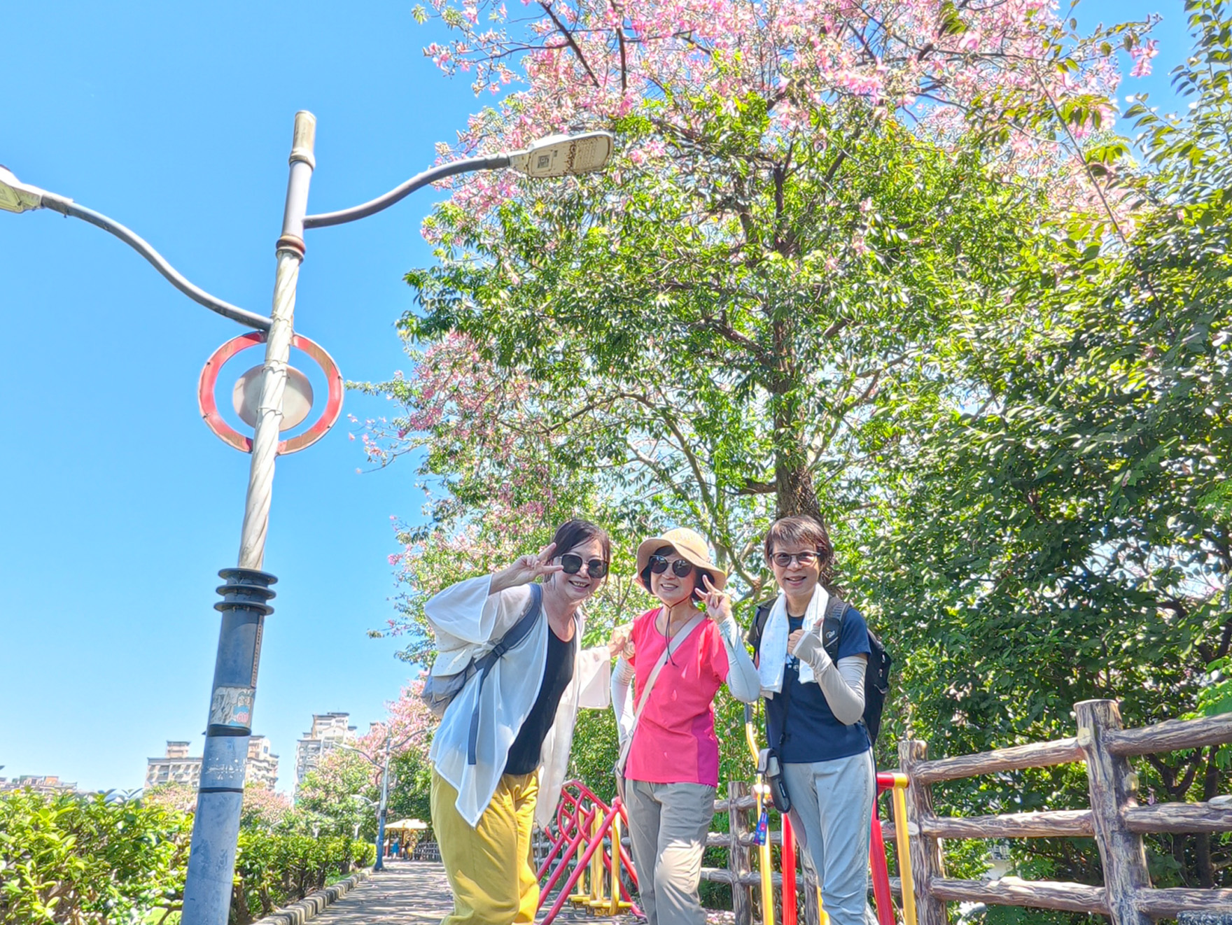  賞花民眾直呼：「今天散步三峽安溪步道，發現了秋天的禮物！」