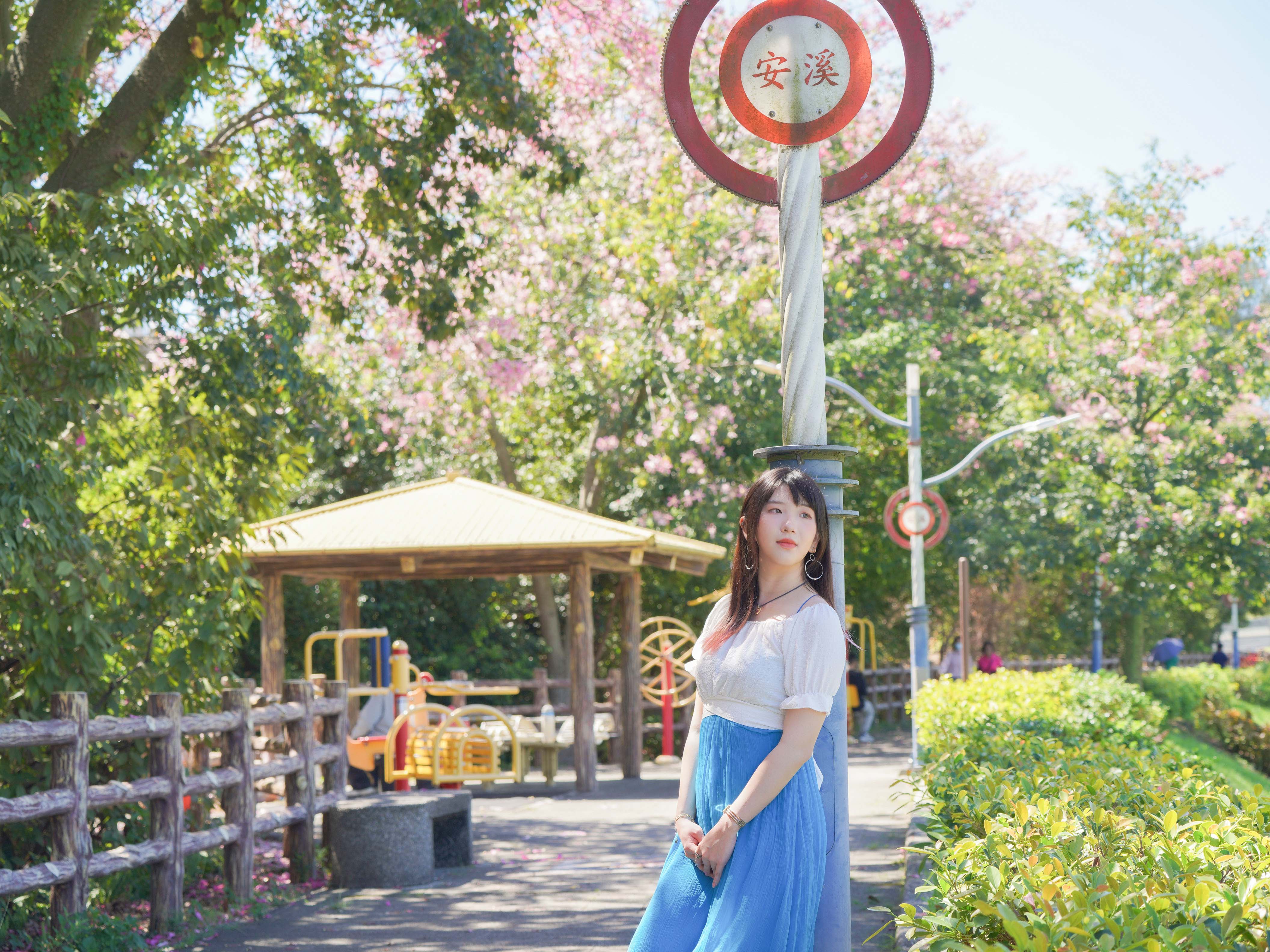   三峽河畔的秘境景點「美人樹大道」吸引民眾慕名而來拍照打卡