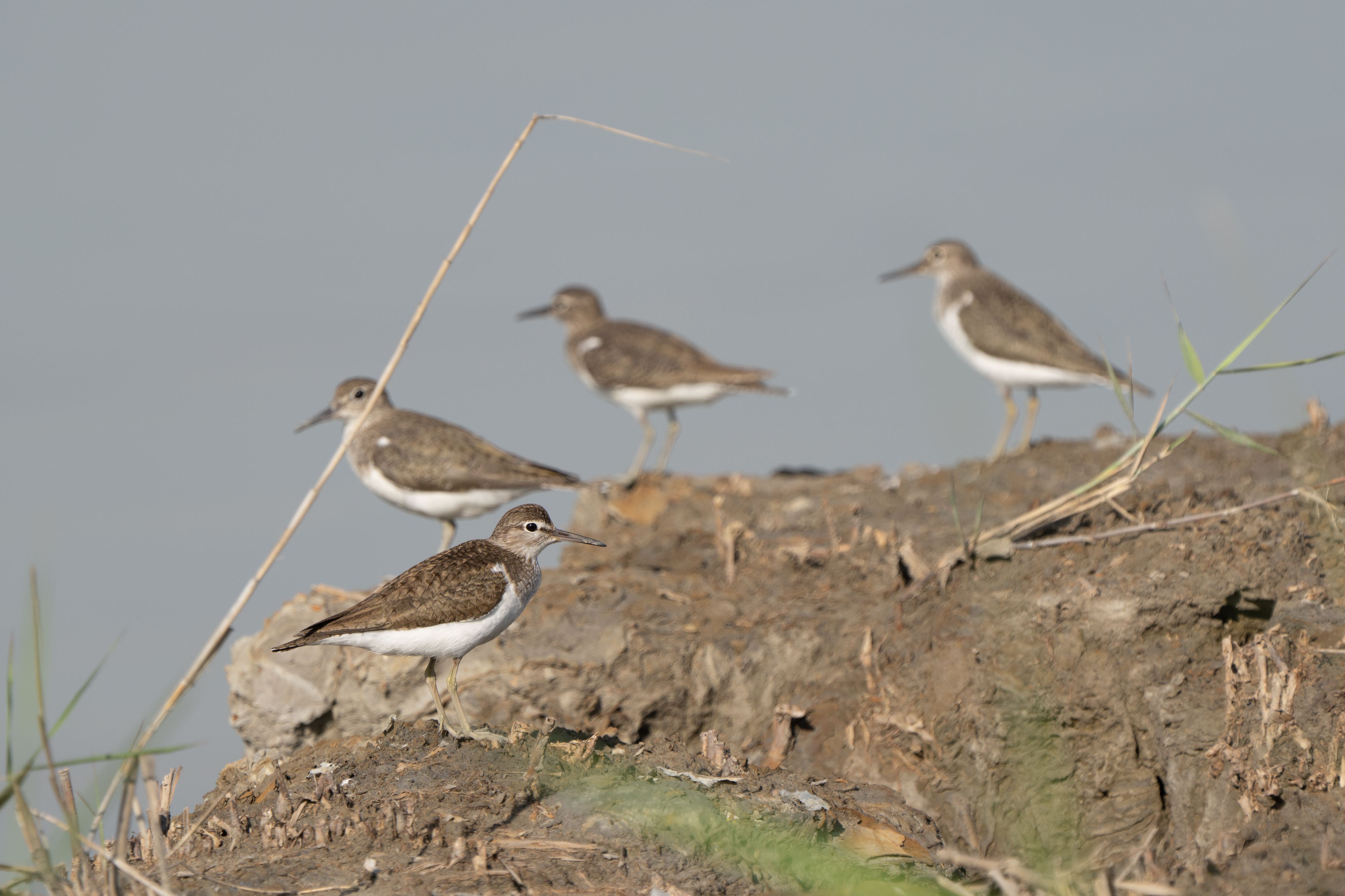 磯鷸背上羽色深褐腹部白且腿灰黃 肩膀有一塊明顯的三角形白斑