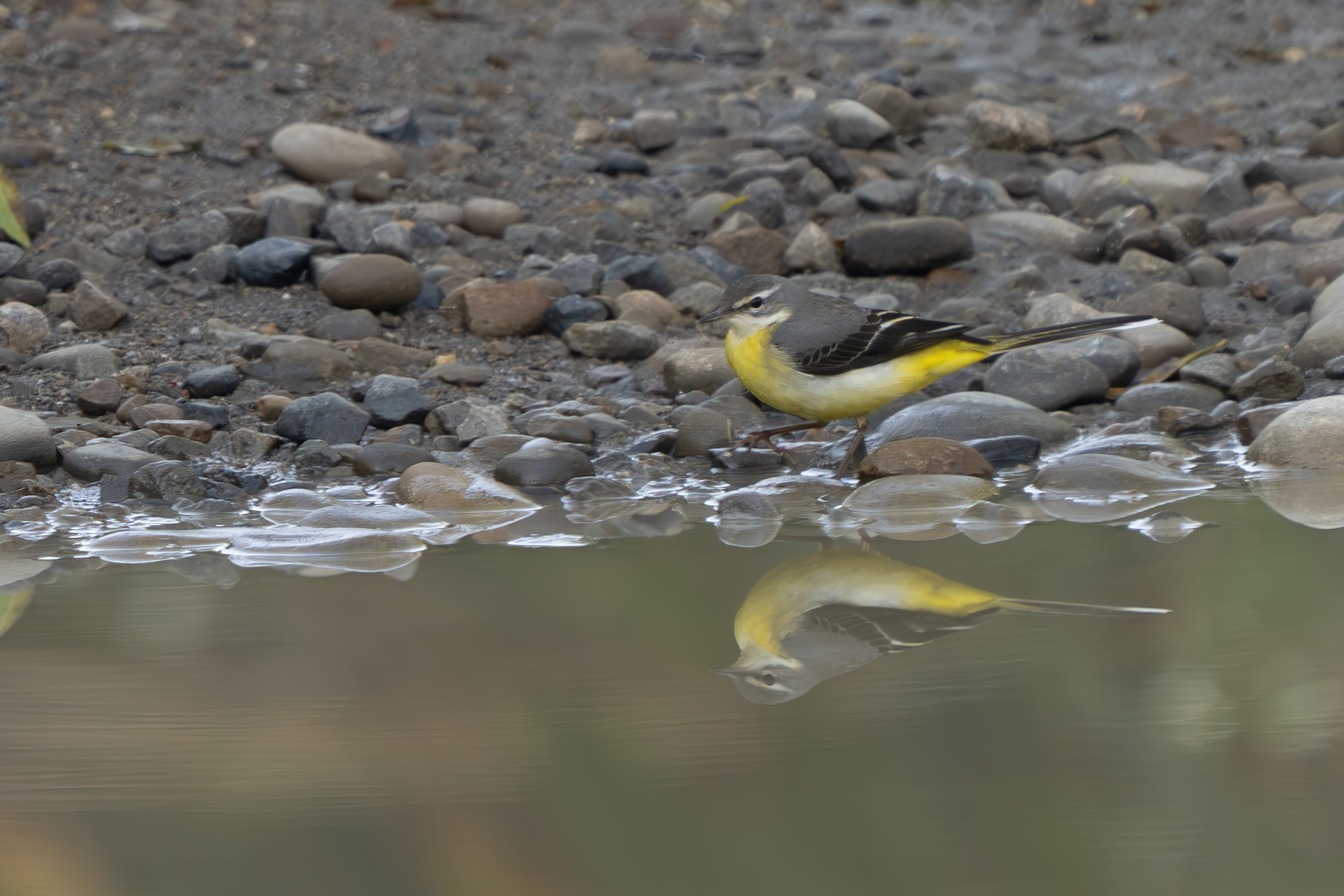  冬季限定的灰鶺鴒
