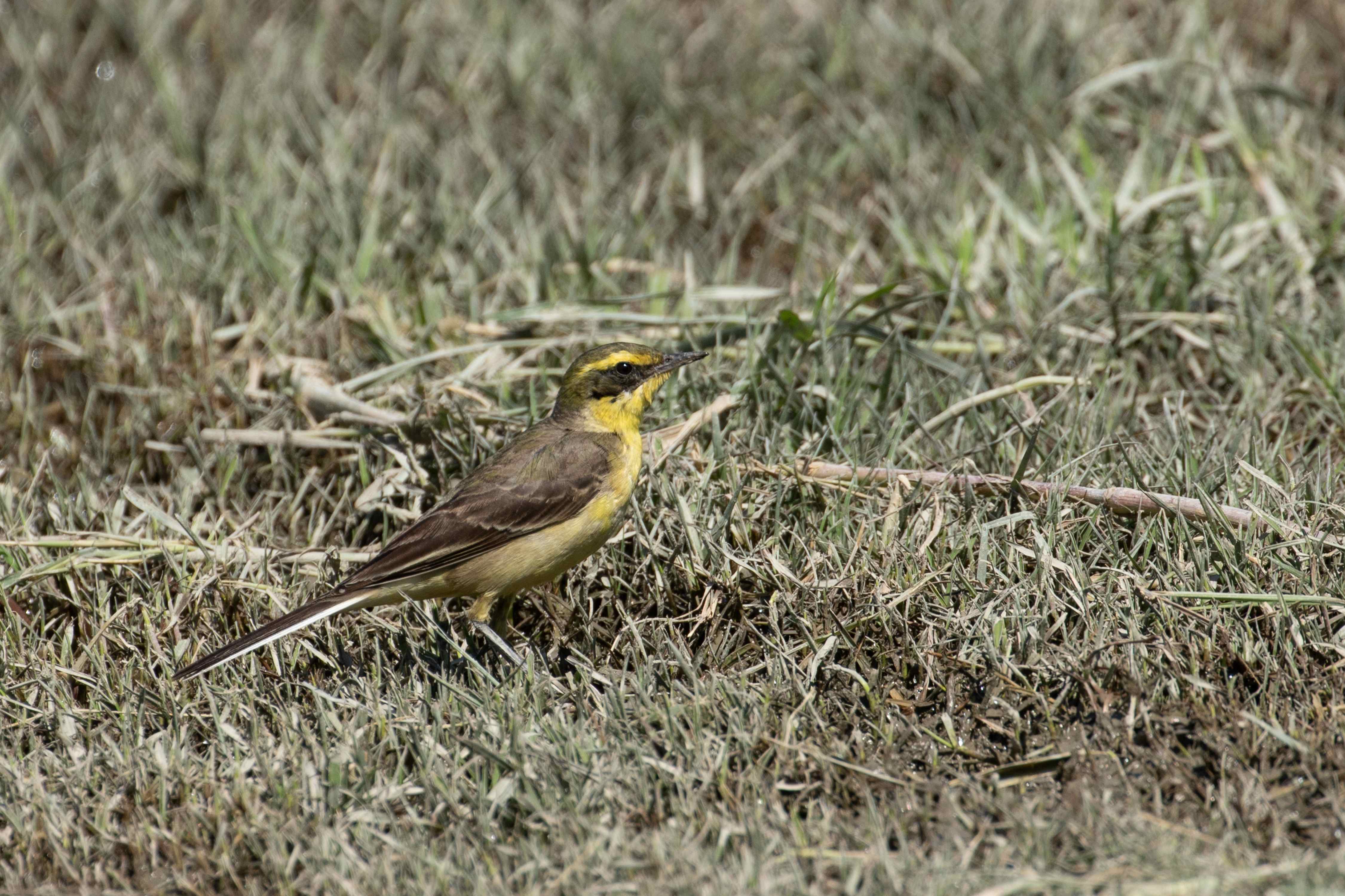 草地覓食的黃鶺鴒