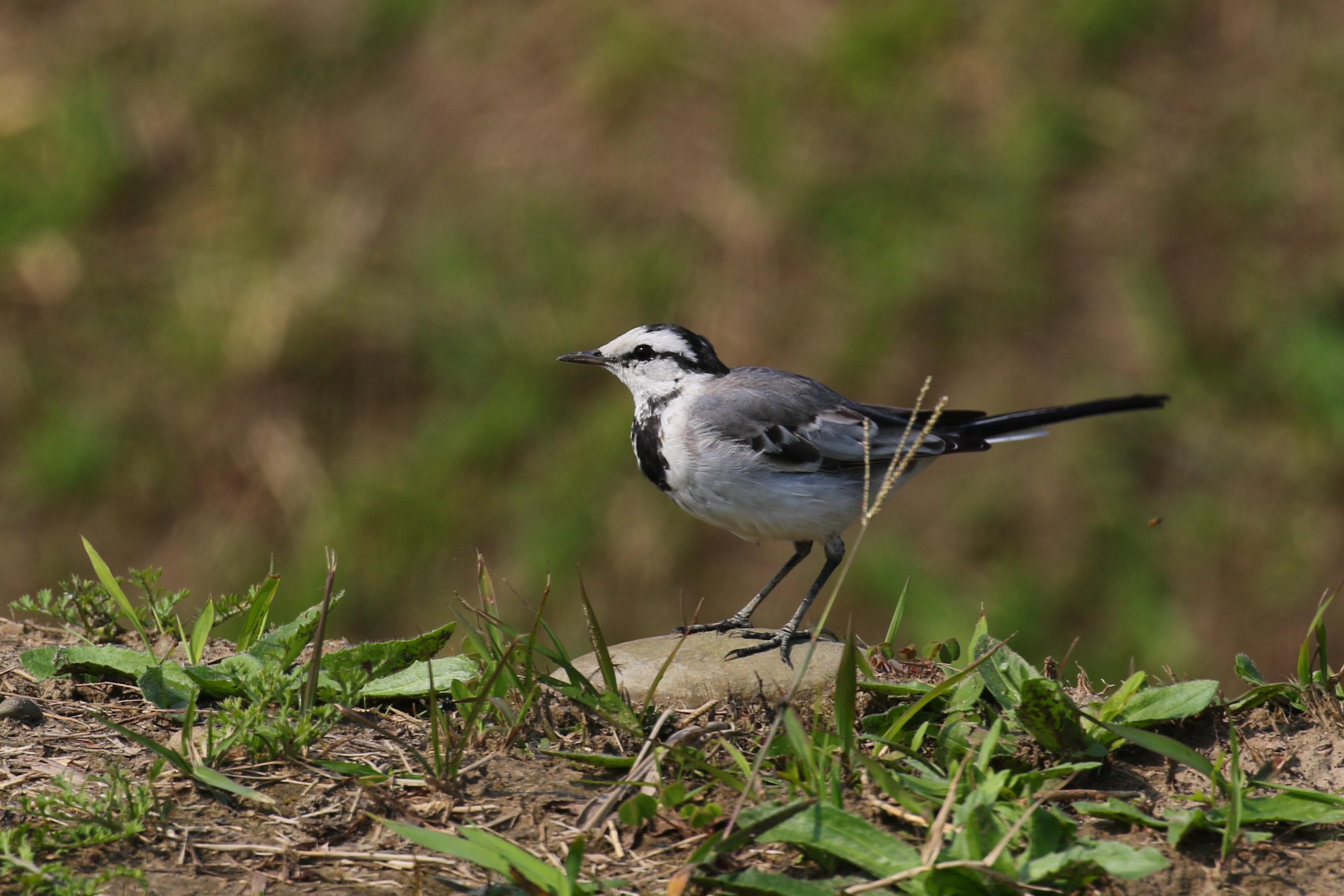  鶺鴒英文名稱Wagtail 意為搖尾