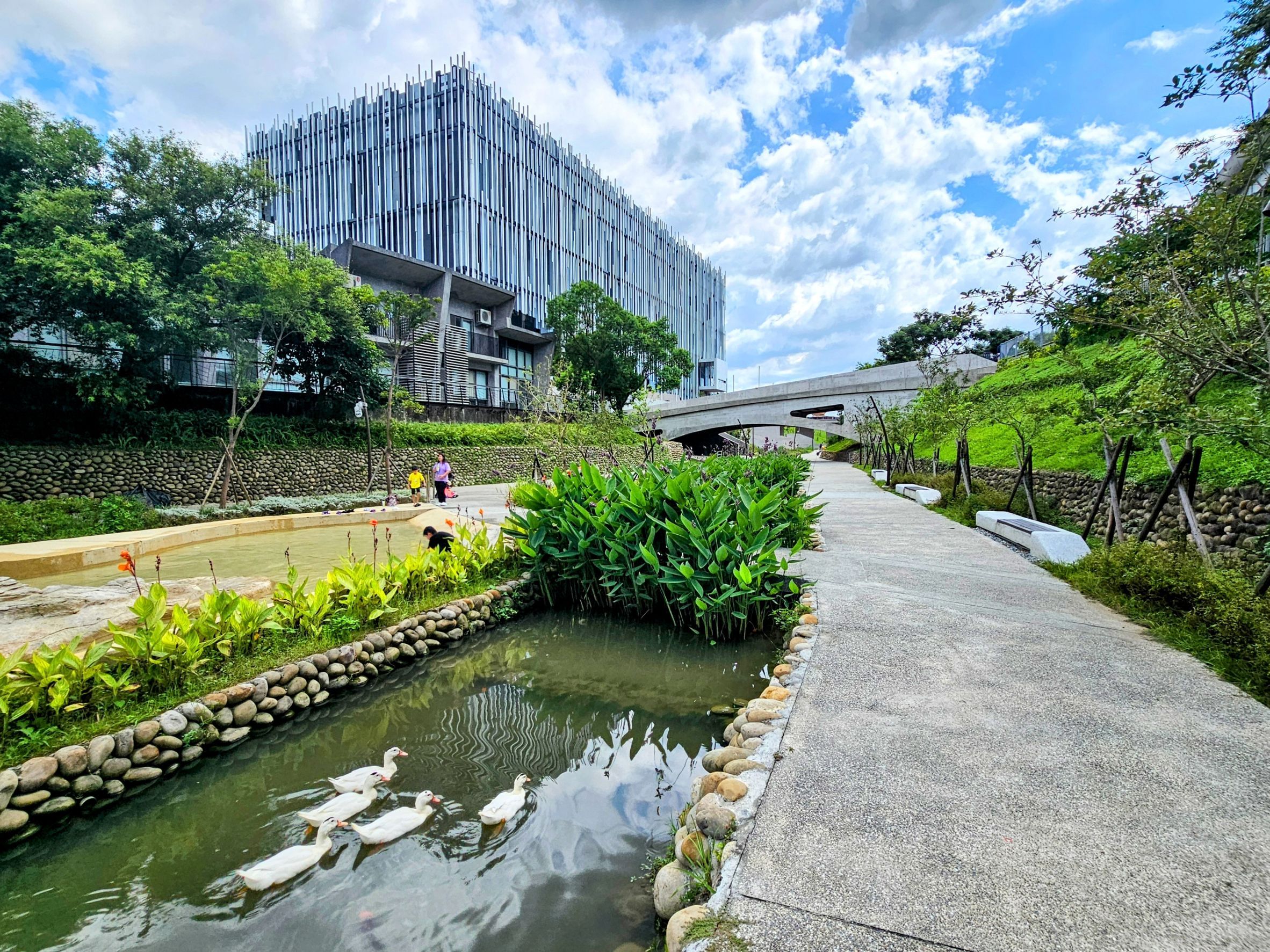 鶯歌礫間日供800噸淨化水，美術館水道迎來可愛鴨群