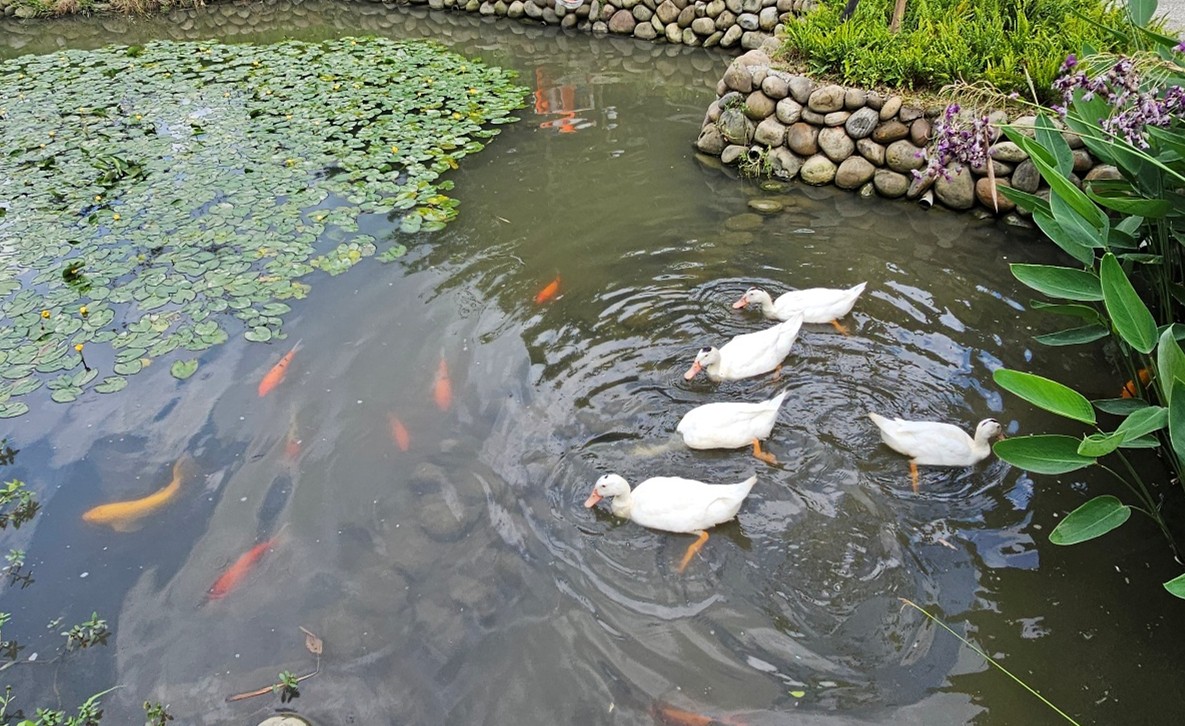 新北美術館景觀水道中鴨群邂逅魚群