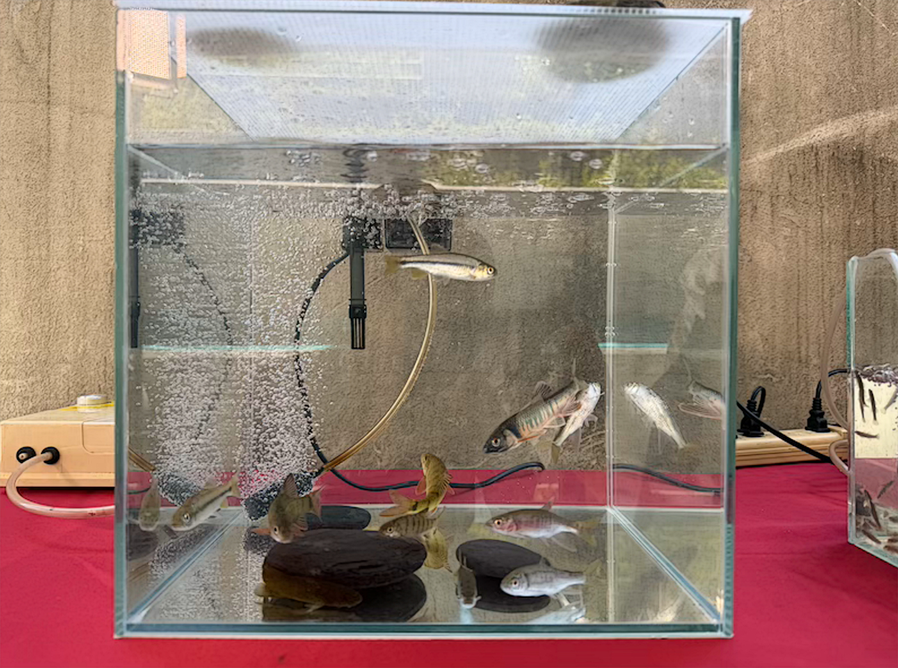 碧潭堰魚道洄游生物特展現場展有秋冬時節洄游於碧潭堰魚道的珍貴生物