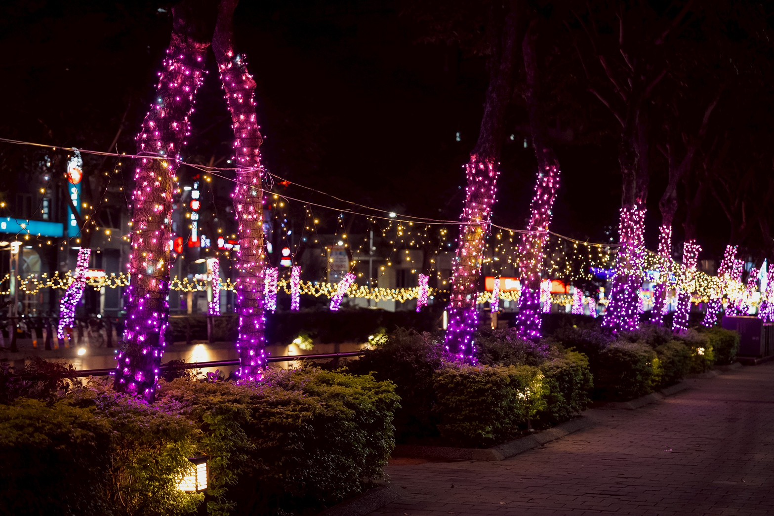 中港大排行道樹已披上浪漫耶誕燈飾，呈現自然漸層與夢幻光影