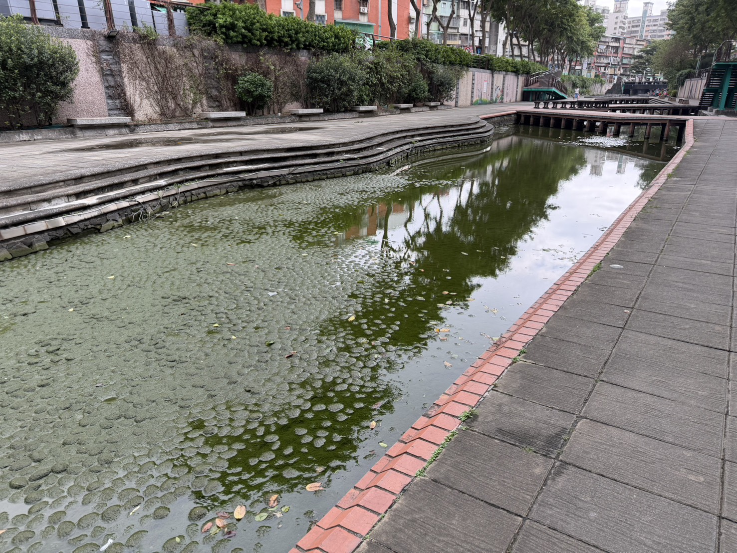 中港大排年終大掃除前河道充滿青苔及落葉