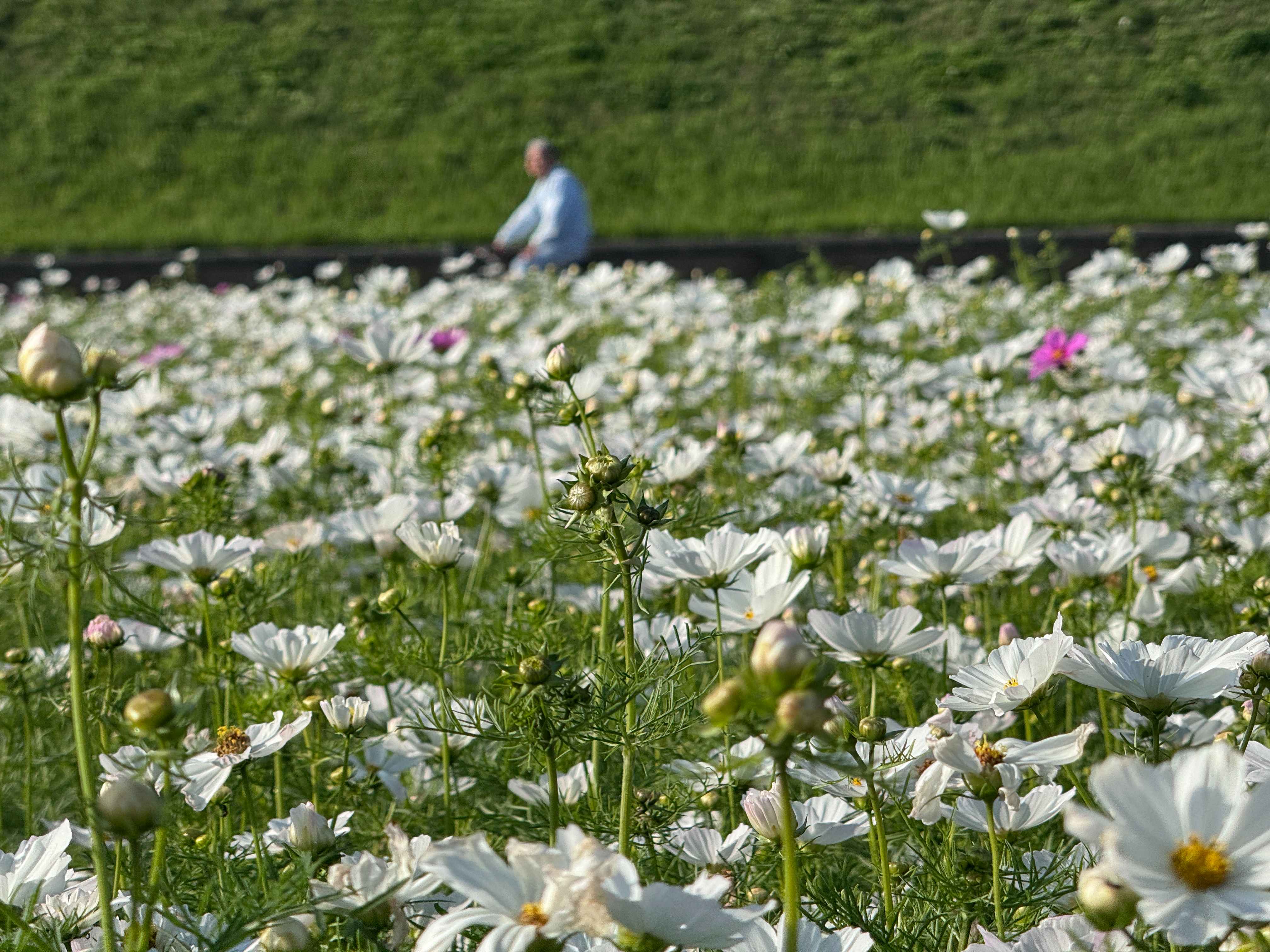  安靜的城市角落，小白花靜靜開放