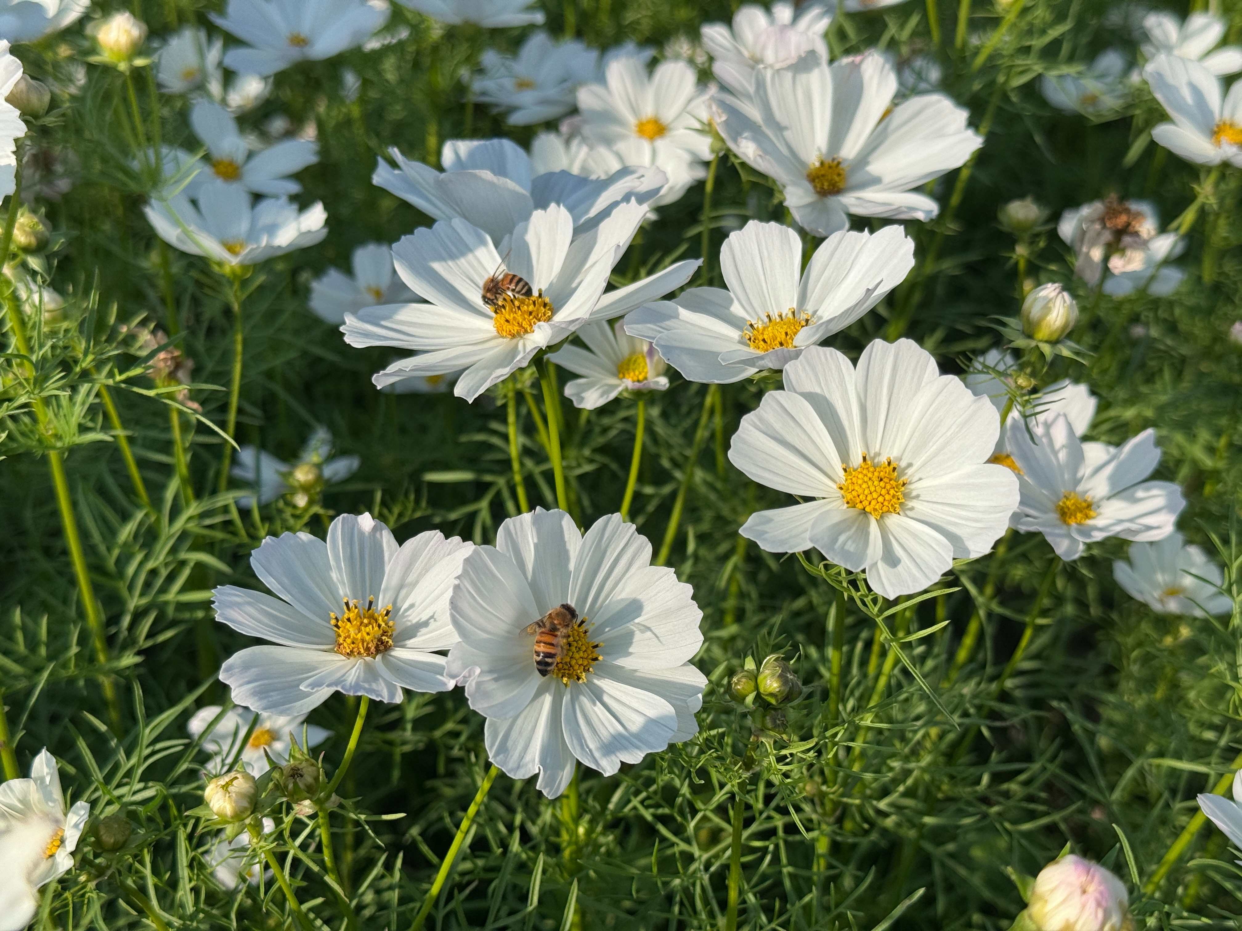  純白、翠綠與嗡嗡聲在花海中繚繞著