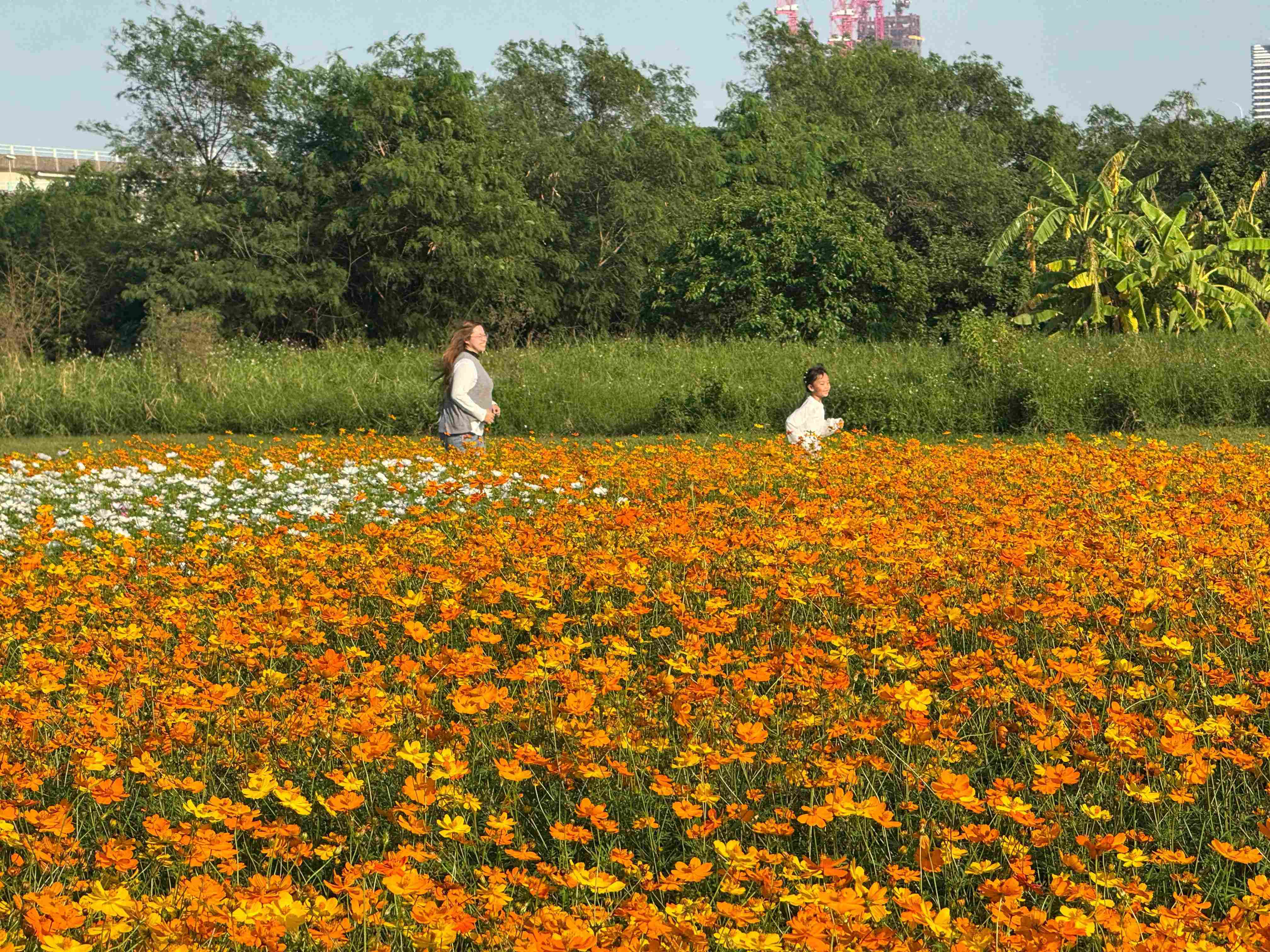 歡迎與小寶貝在花海中跑跑跳跳