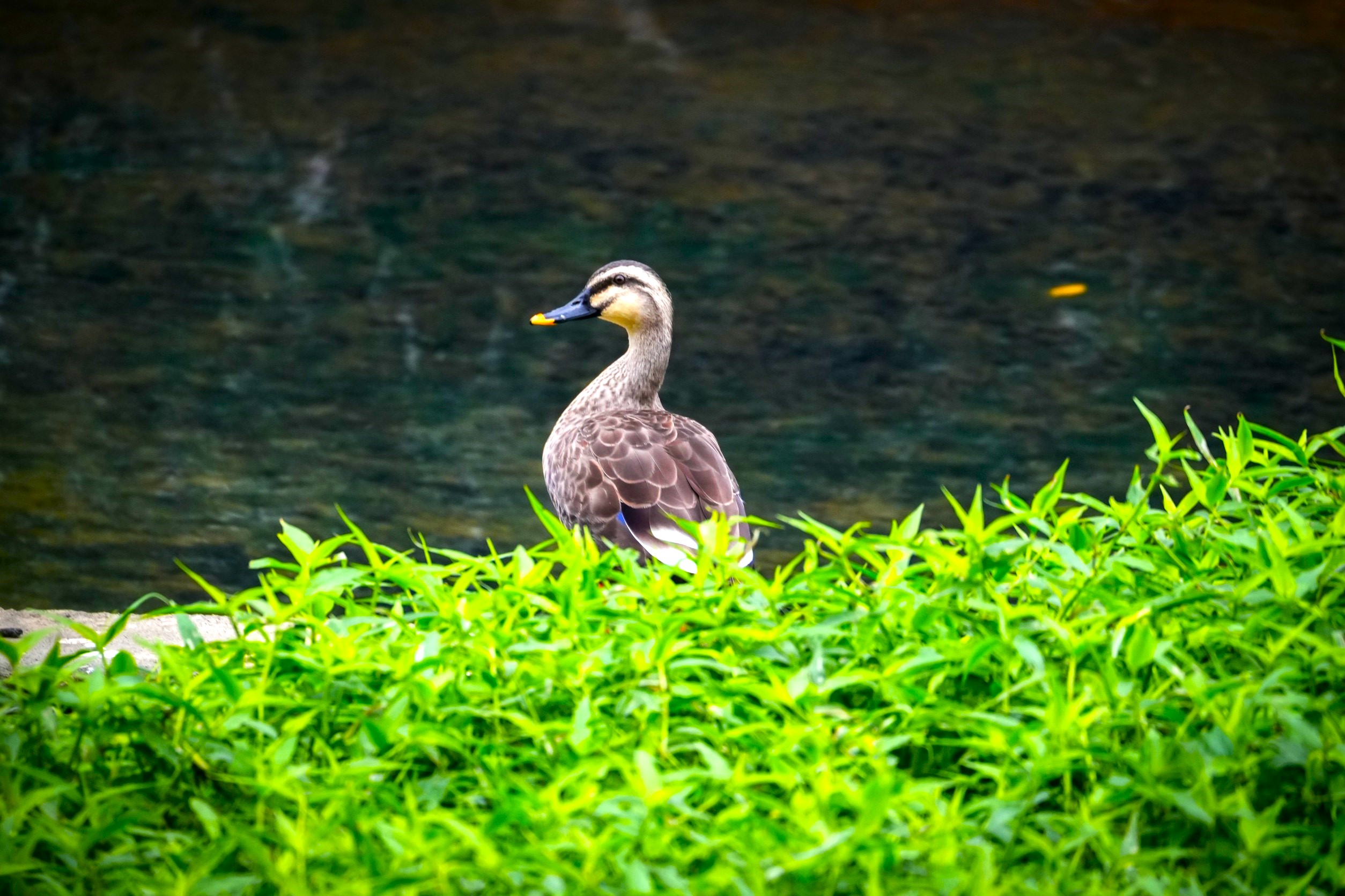 花嘴鴨岸邊駐足嬌姿