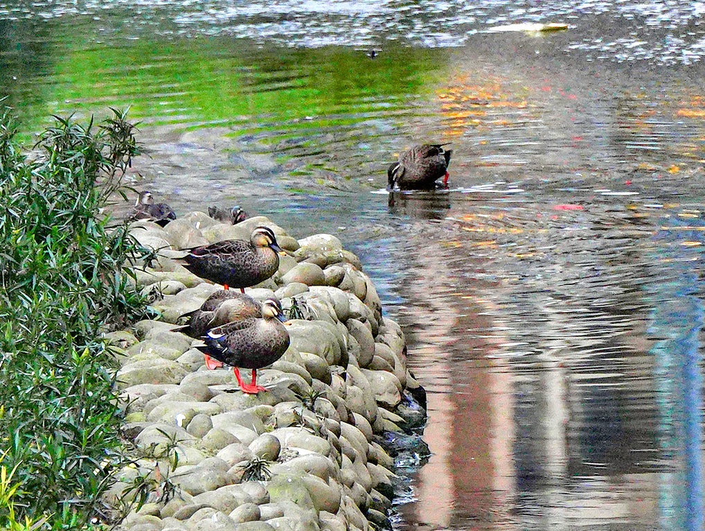 去年3月花嘴鴨群罕見現蹤悠閒戲水覓食