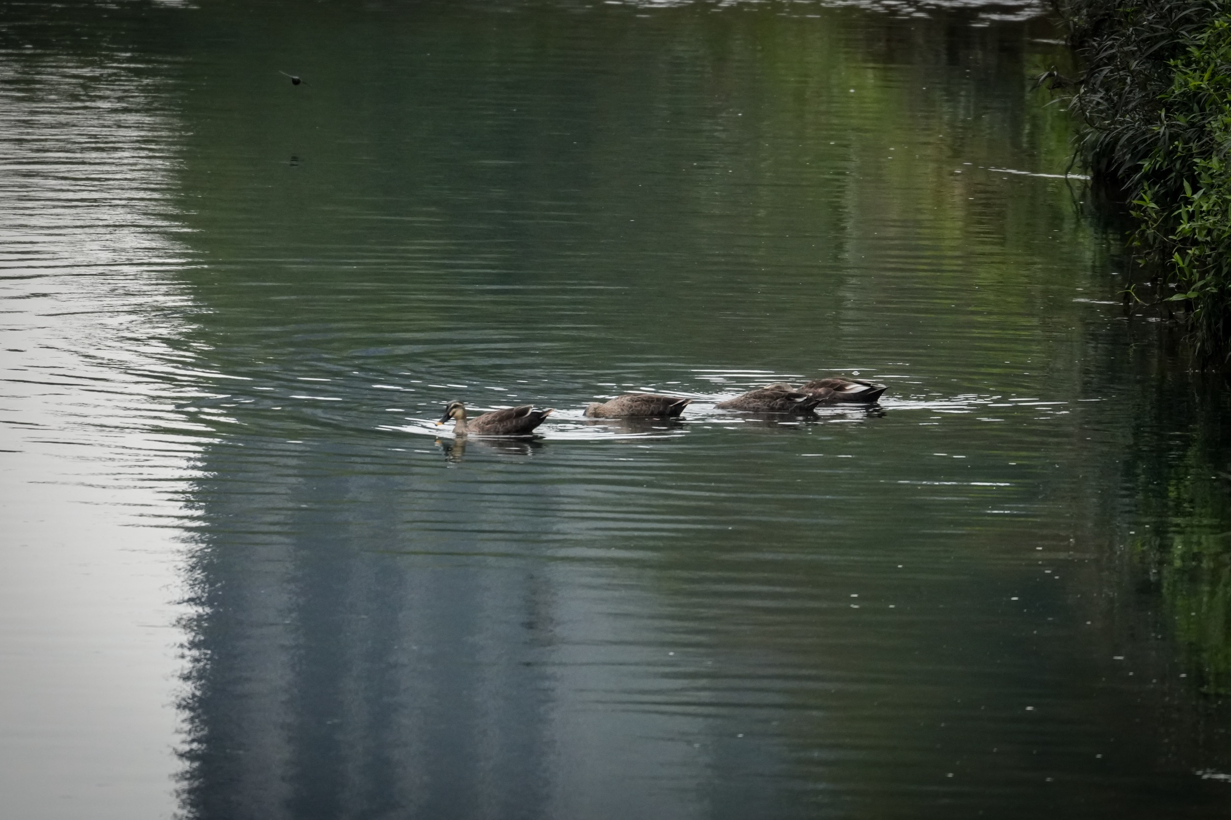 花嘴鴨成群現蹤且連續兩年湳仔溝報到，代表此處的水質與生態，已足以提供穩定的食源與棲息環境