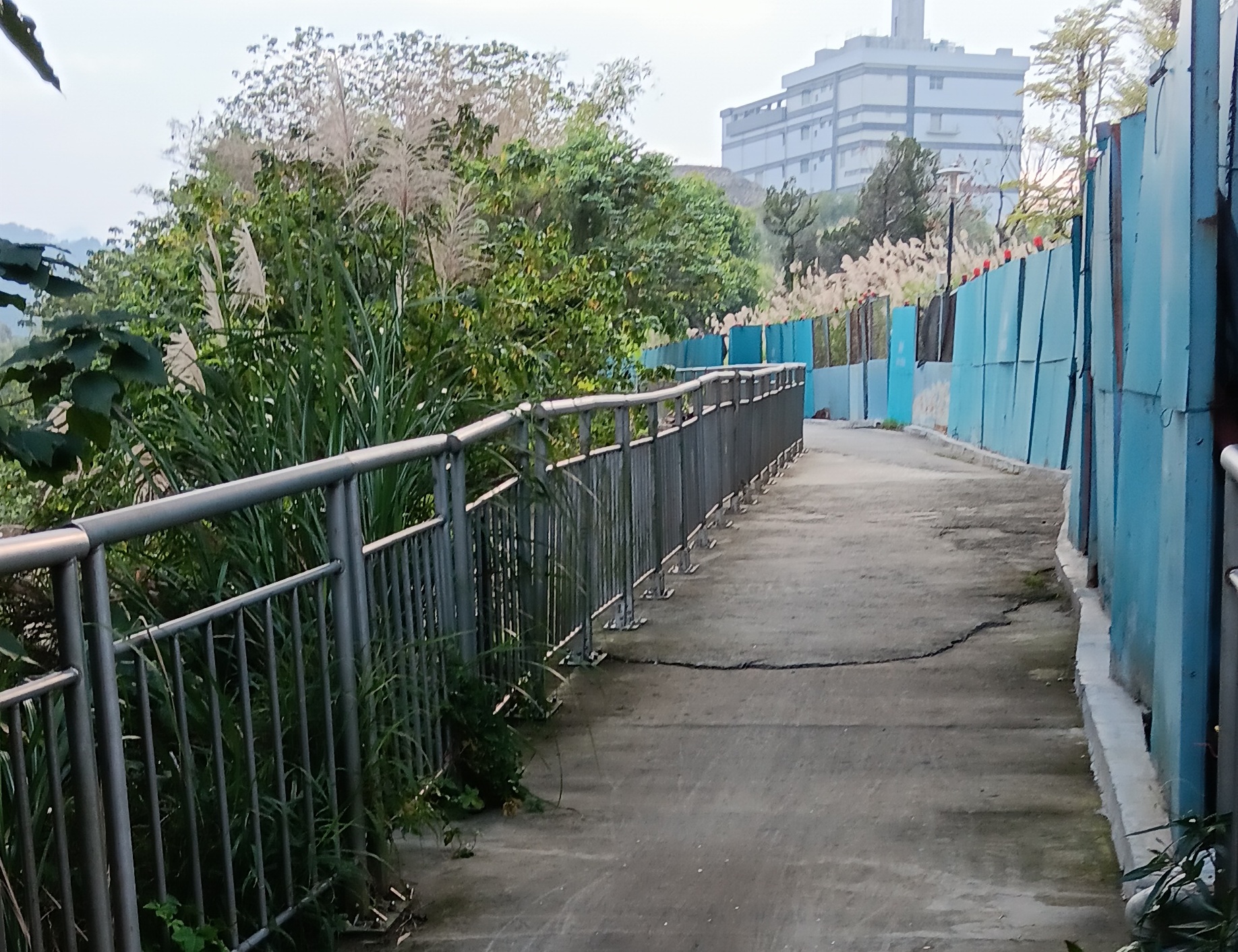  三峽河自行車道路面老舊 高灘處與捷運合作安排鋪面改善工程