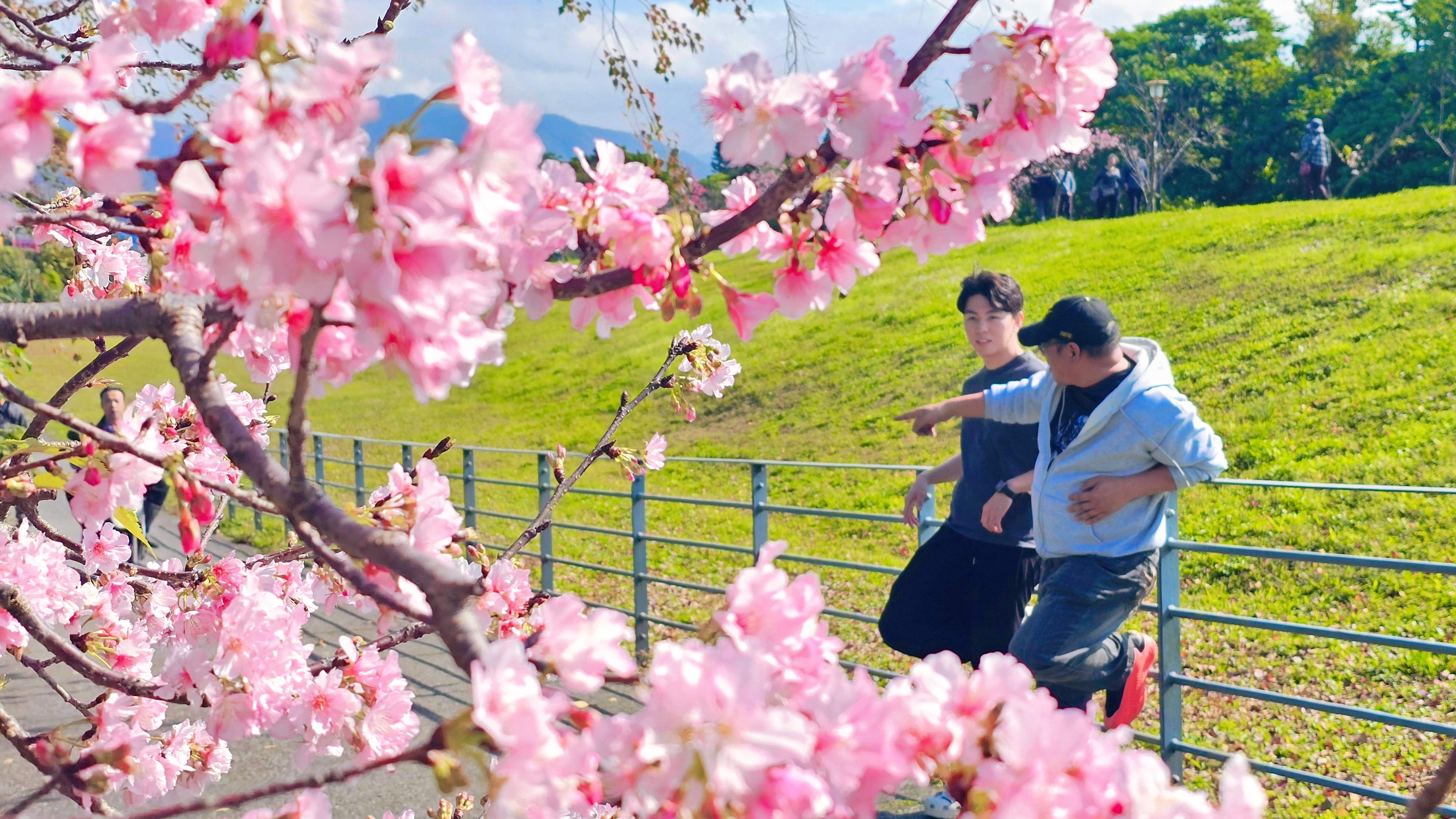  陽光運動公園好友賞櫻憶當年