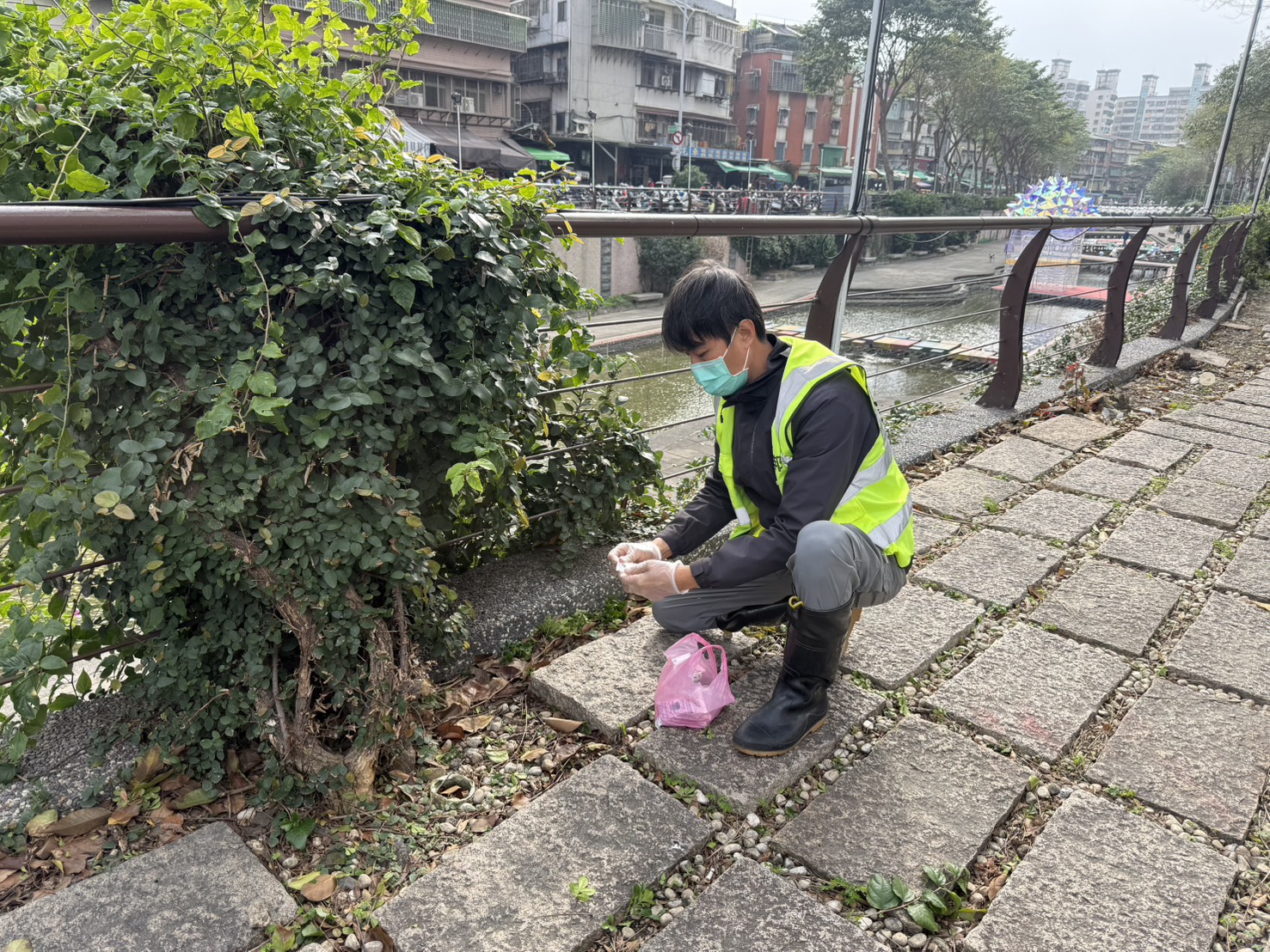 中港大排於老鼠常出沒位置隱密處投放老鼠藥劑